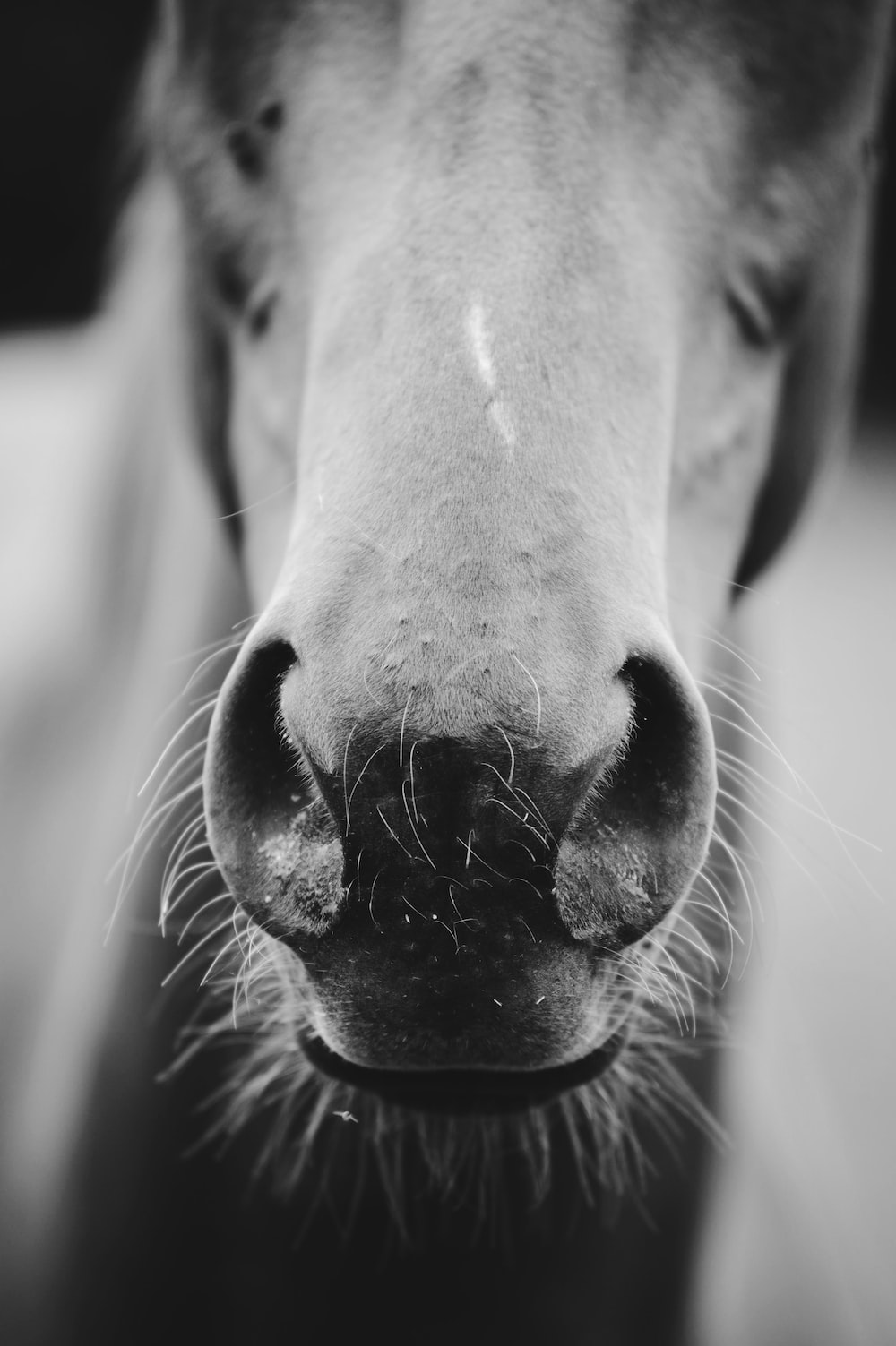 Horse For Phone Wallpapers