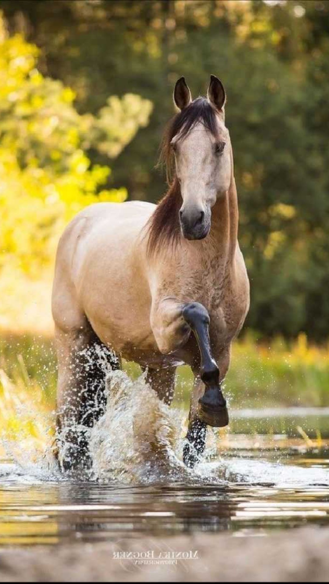 Horse For Phone Wallpapers