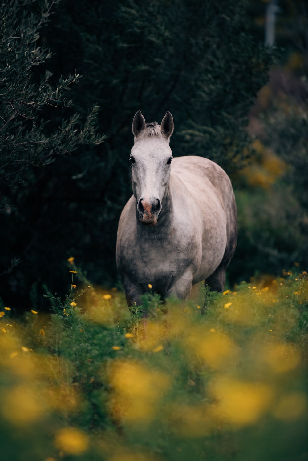 Horse For Phone Wallpapers