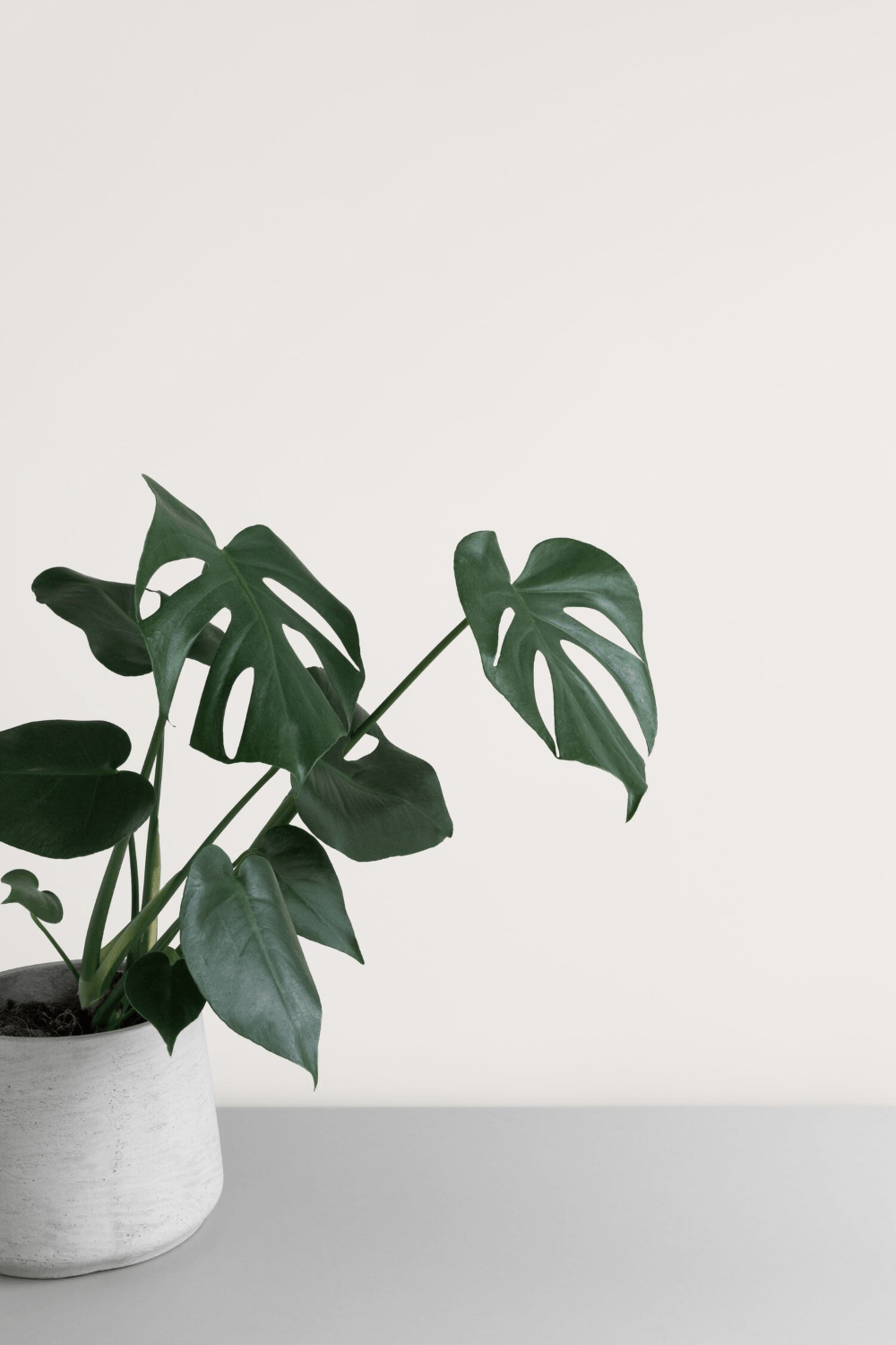 Houseplant Wallpapers