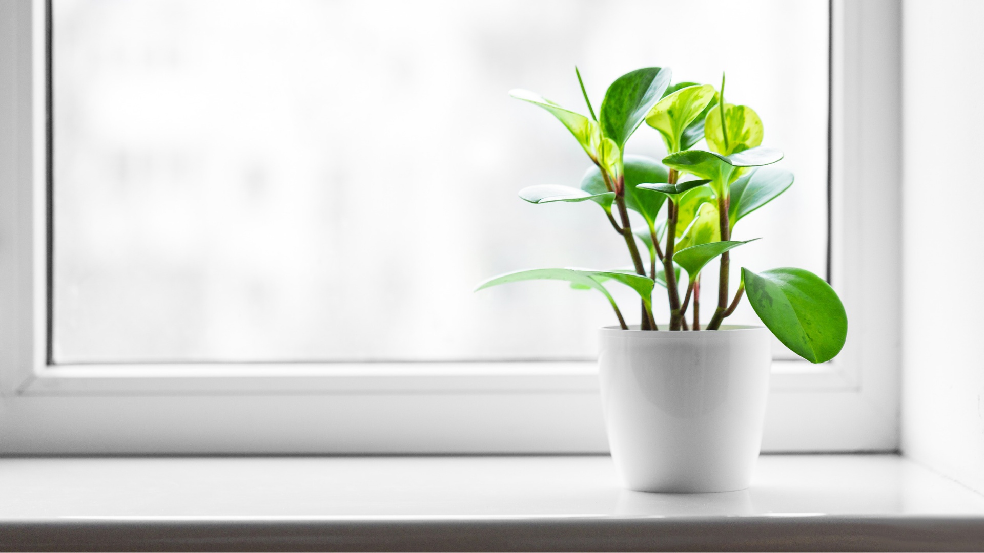 Houseplants Wallpapers