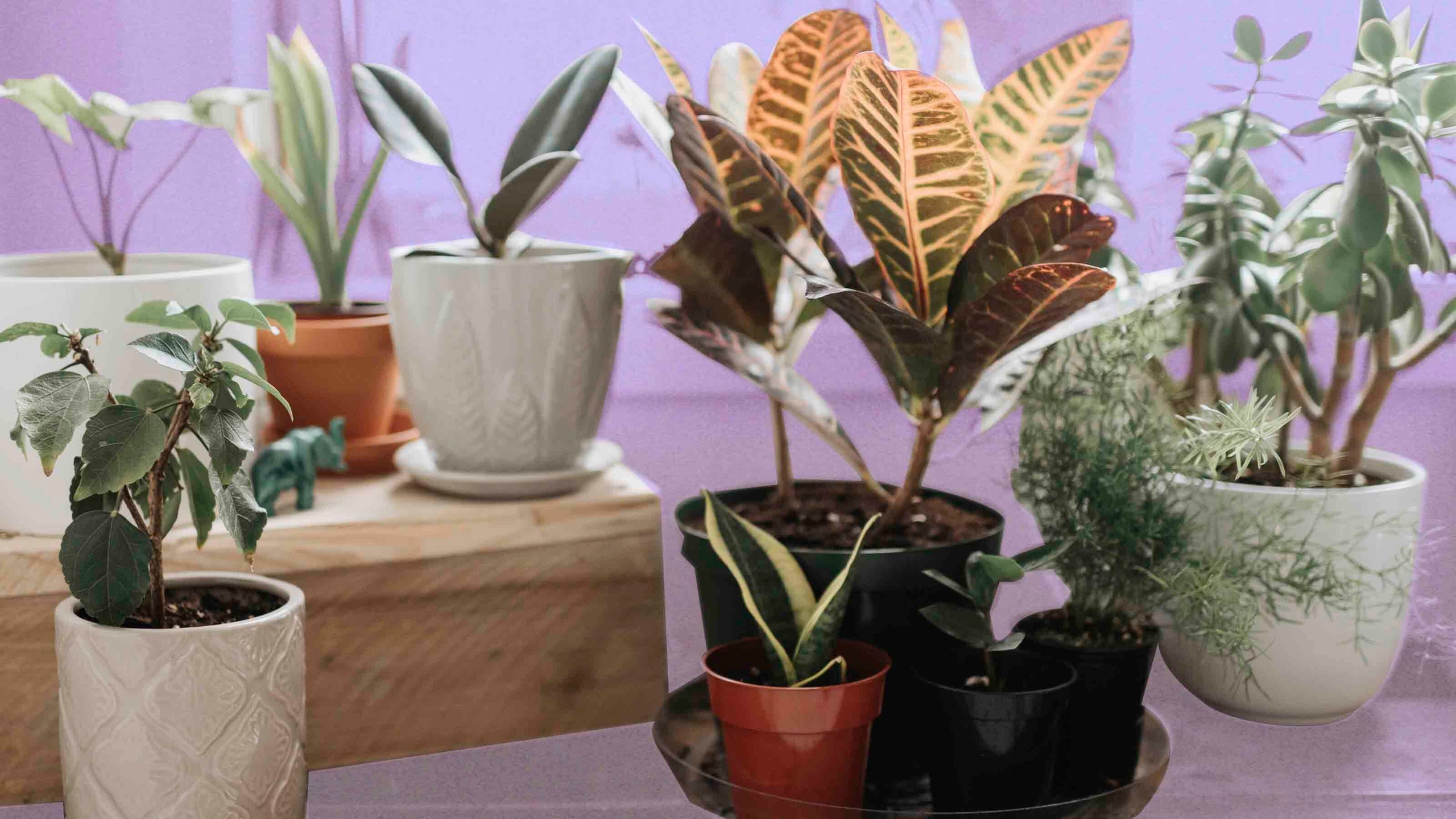 Houseplants Wallpapers