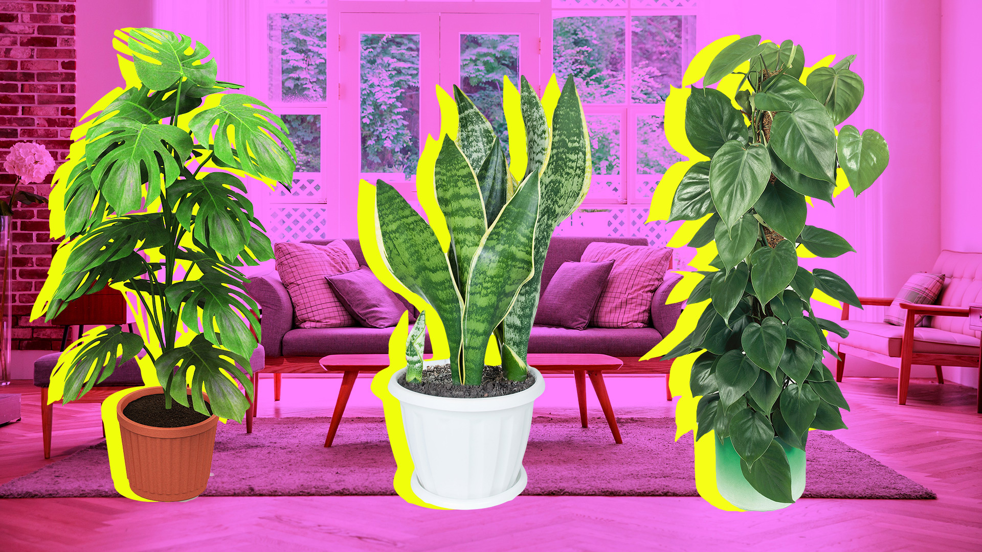 Houseplants Wallpapers