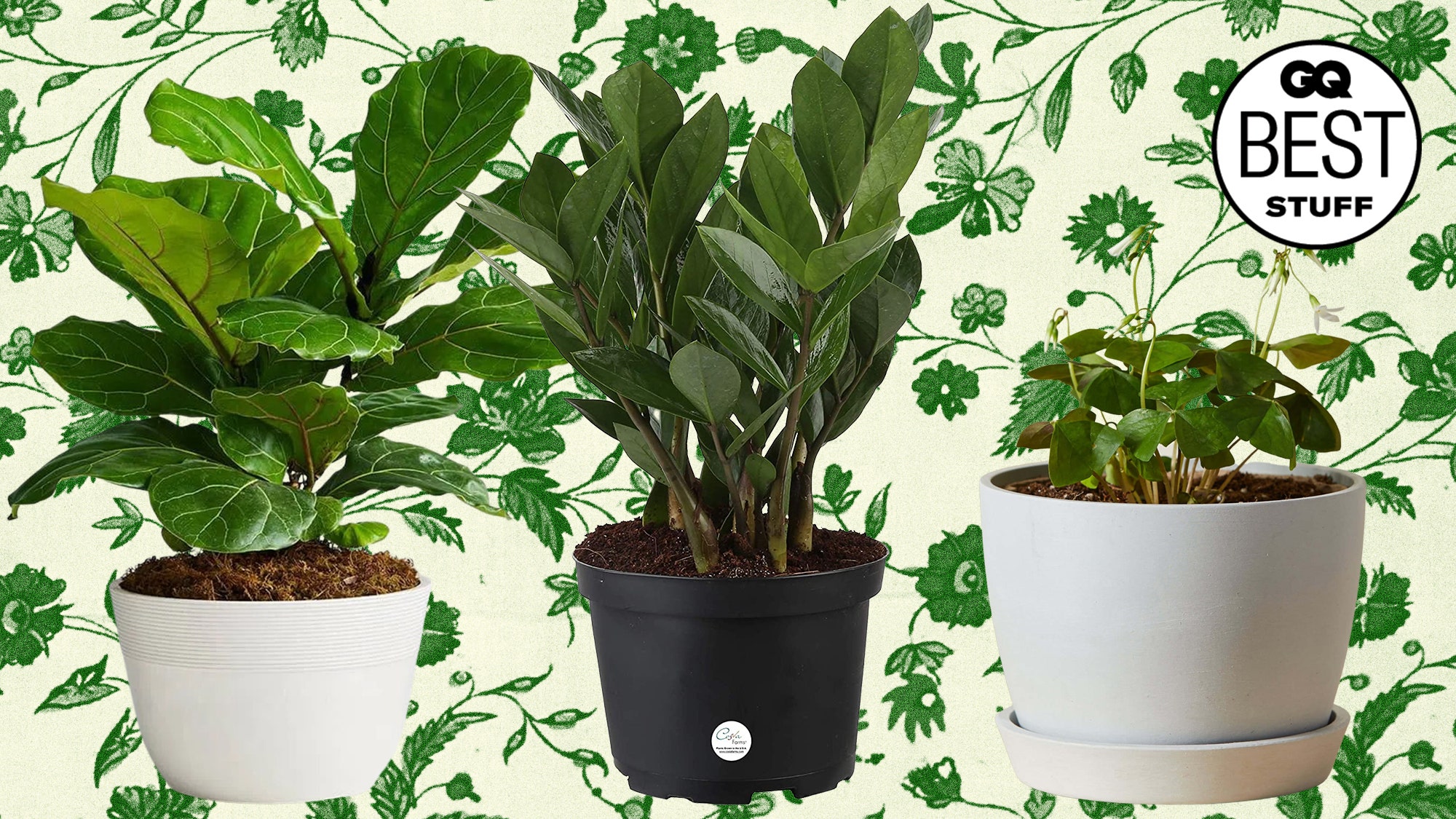 Houseplants Wallpapers