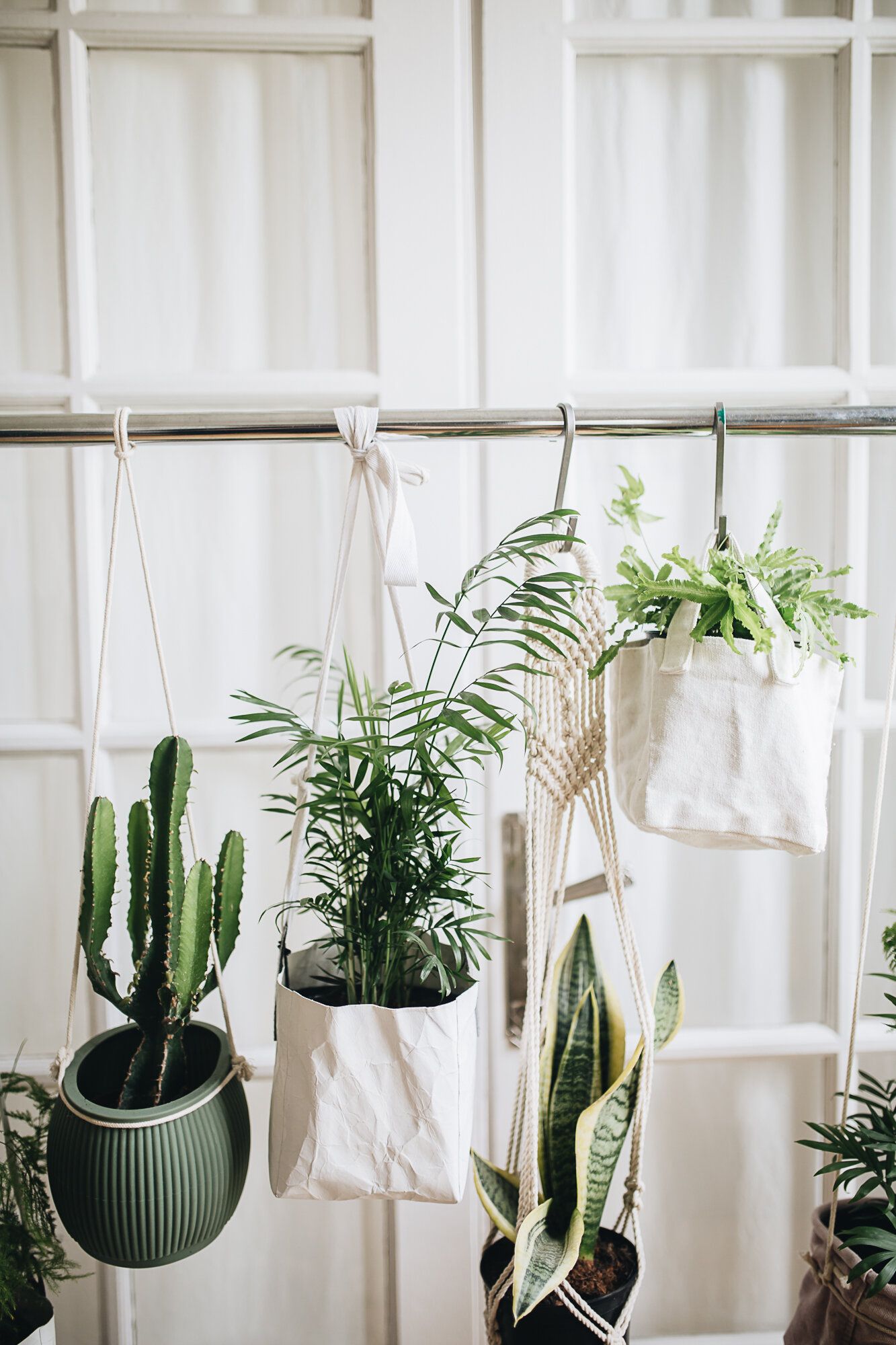 Houseplants Wallpapers