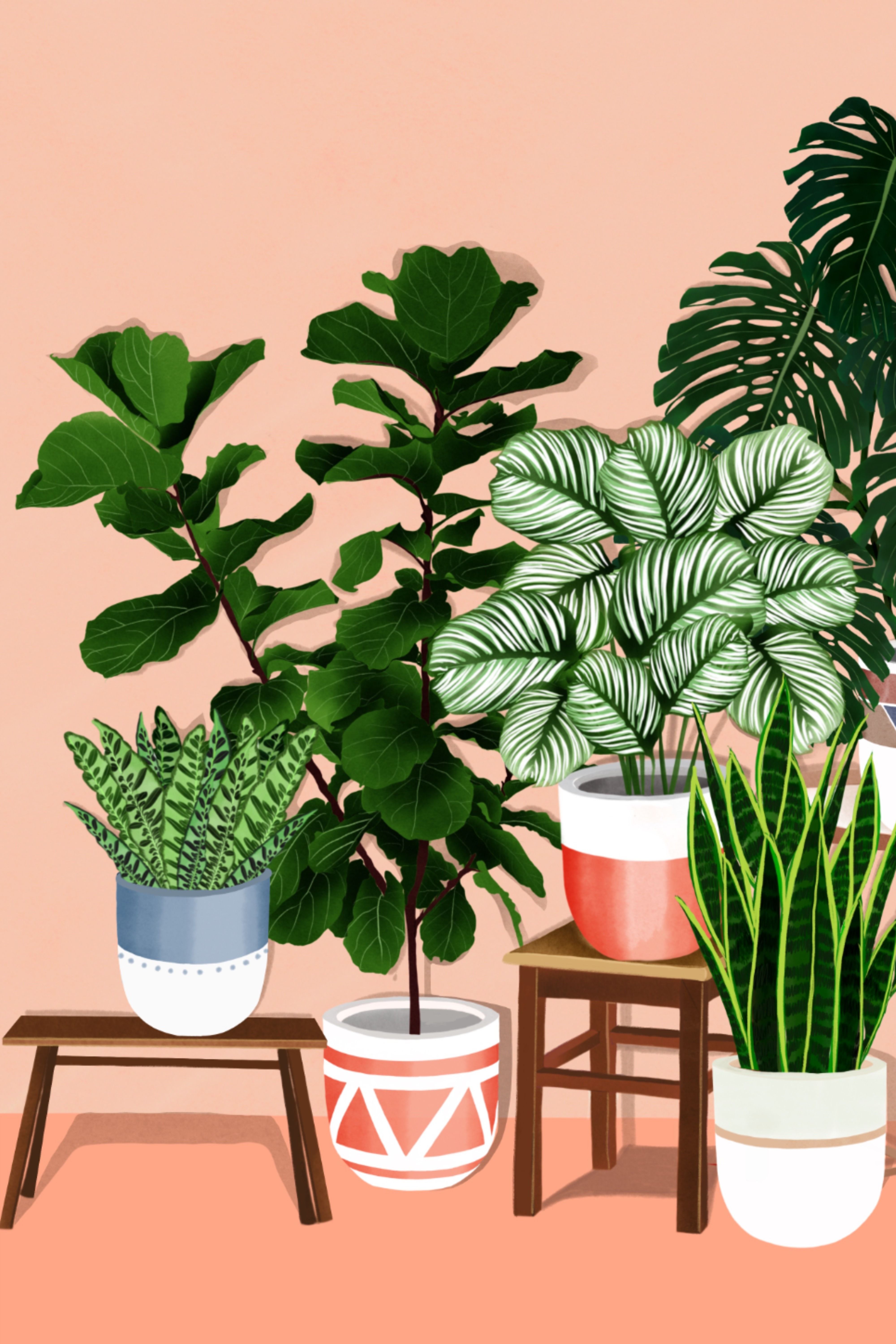 Houseplants Wallpapers