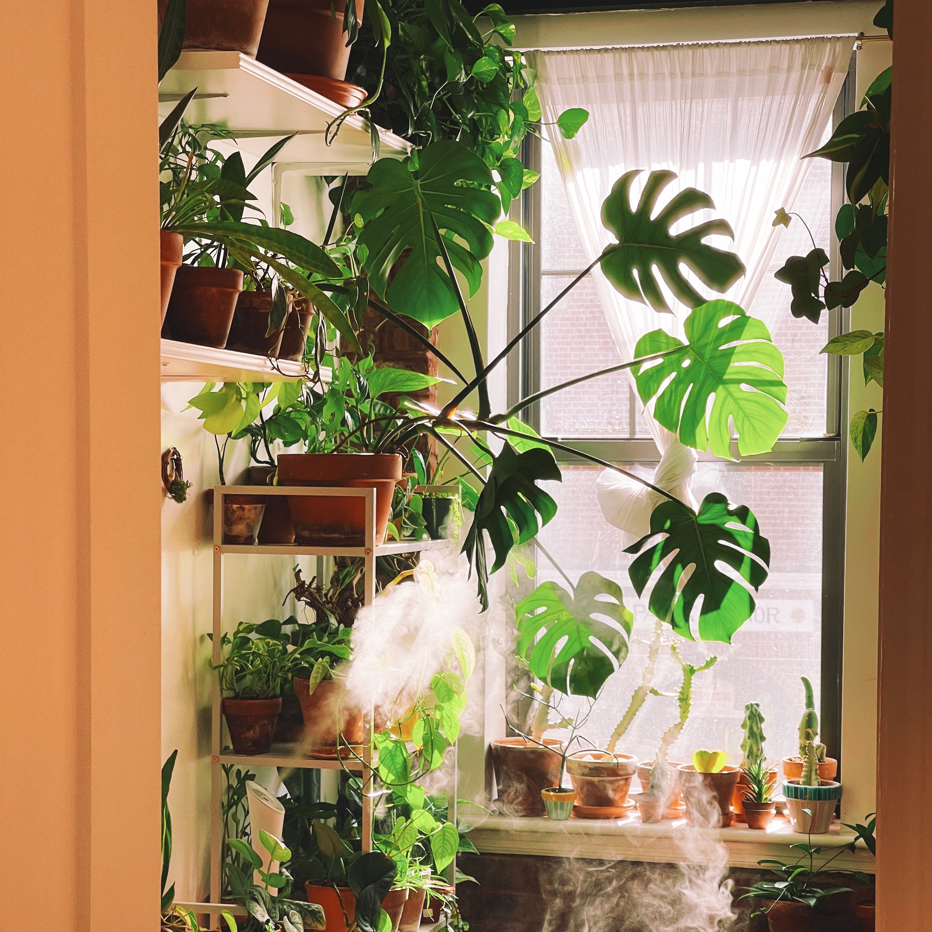 Houseplants Wallpapers