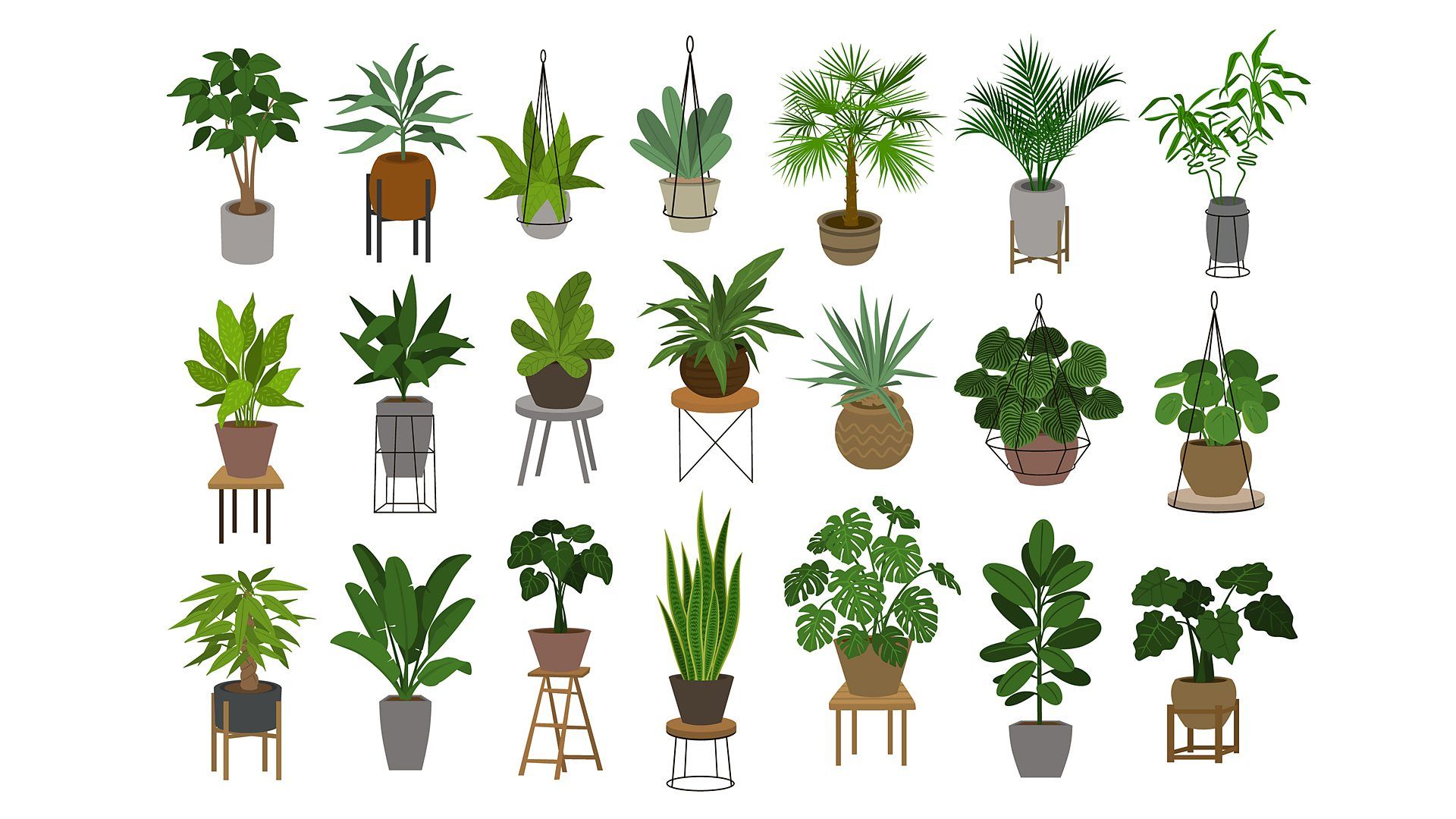 Houseplants Wallpapers