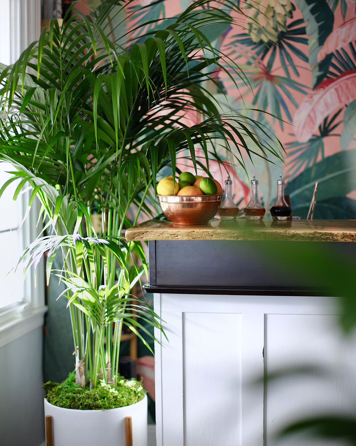 Houseplants Wallpapers