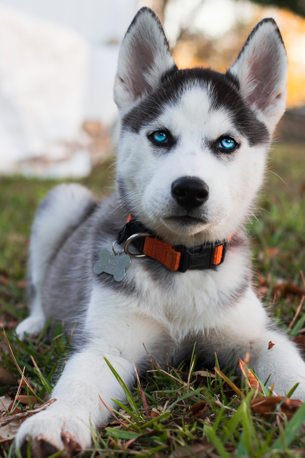 Husky Dogs Wallpapers