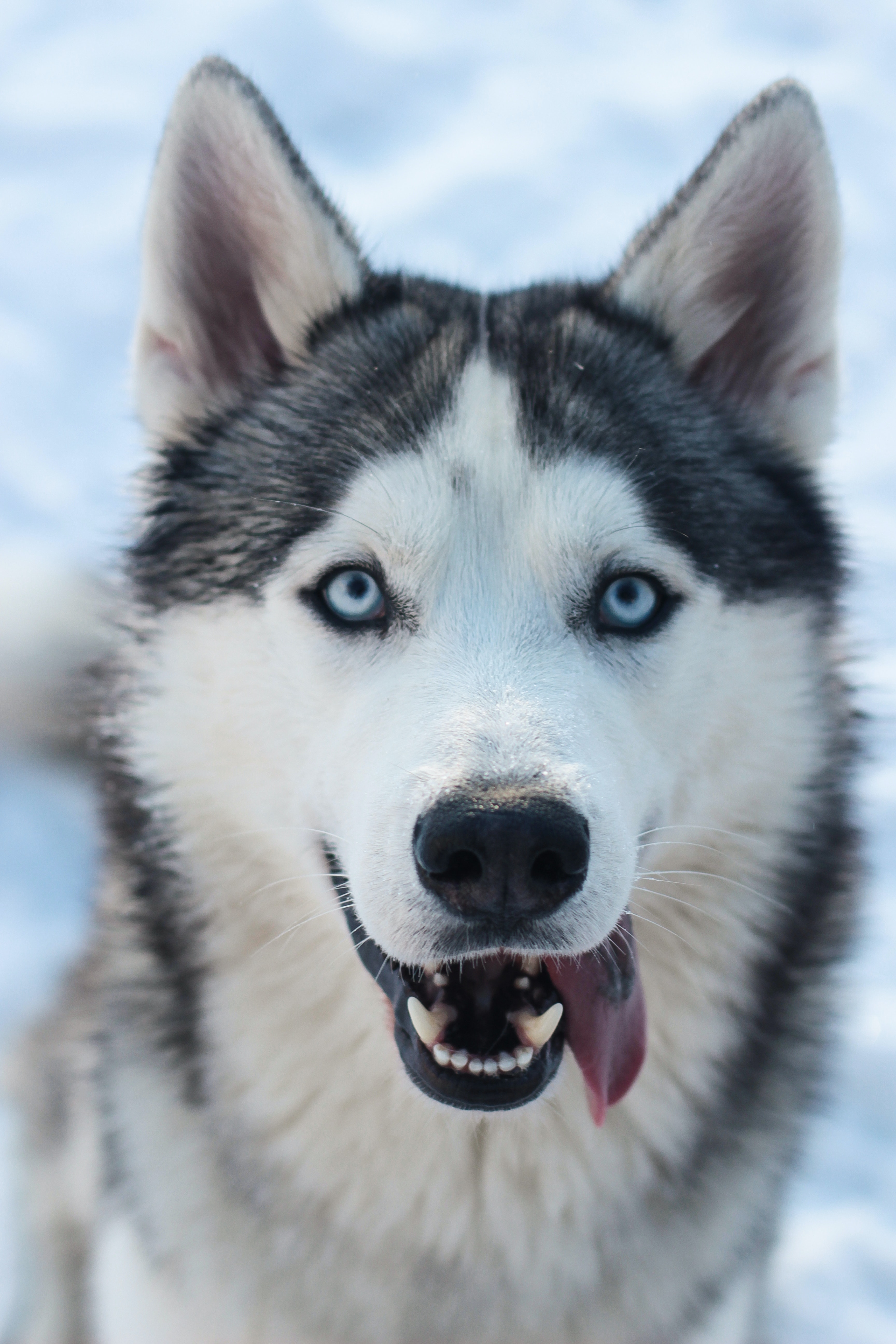 Husky Dogs Wallpapers