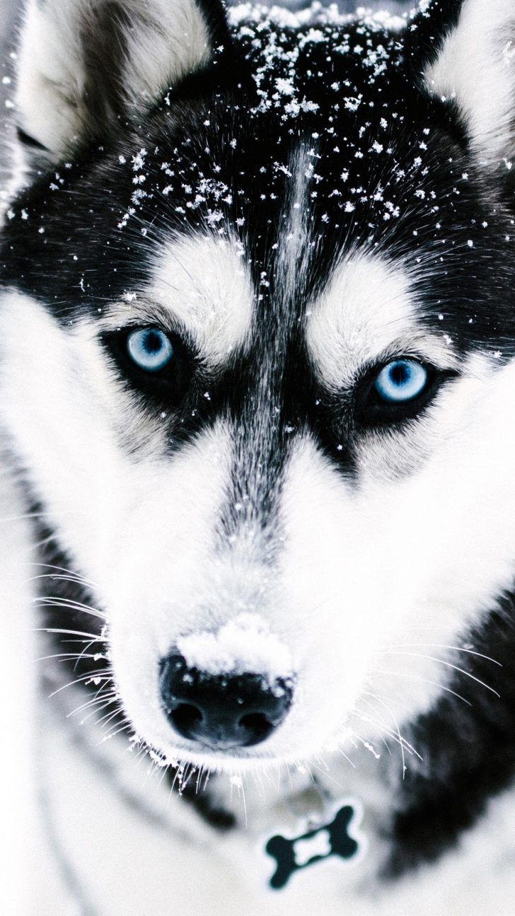 Husky Dogs Wallpapers