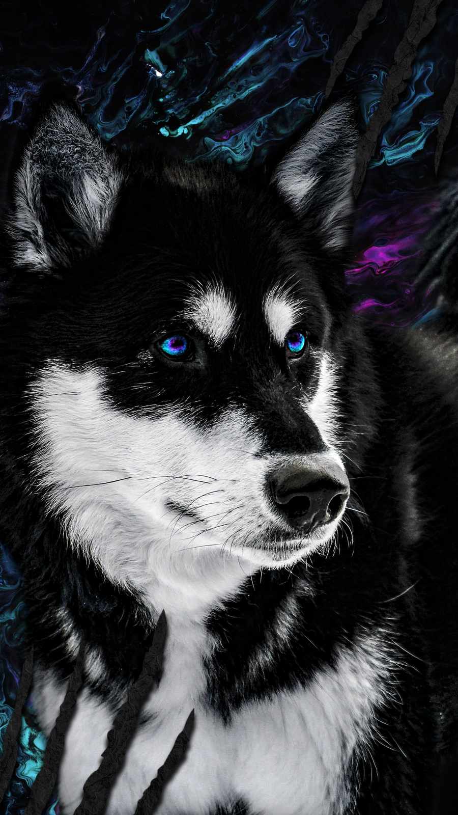 Husky Dogs Wallpapers