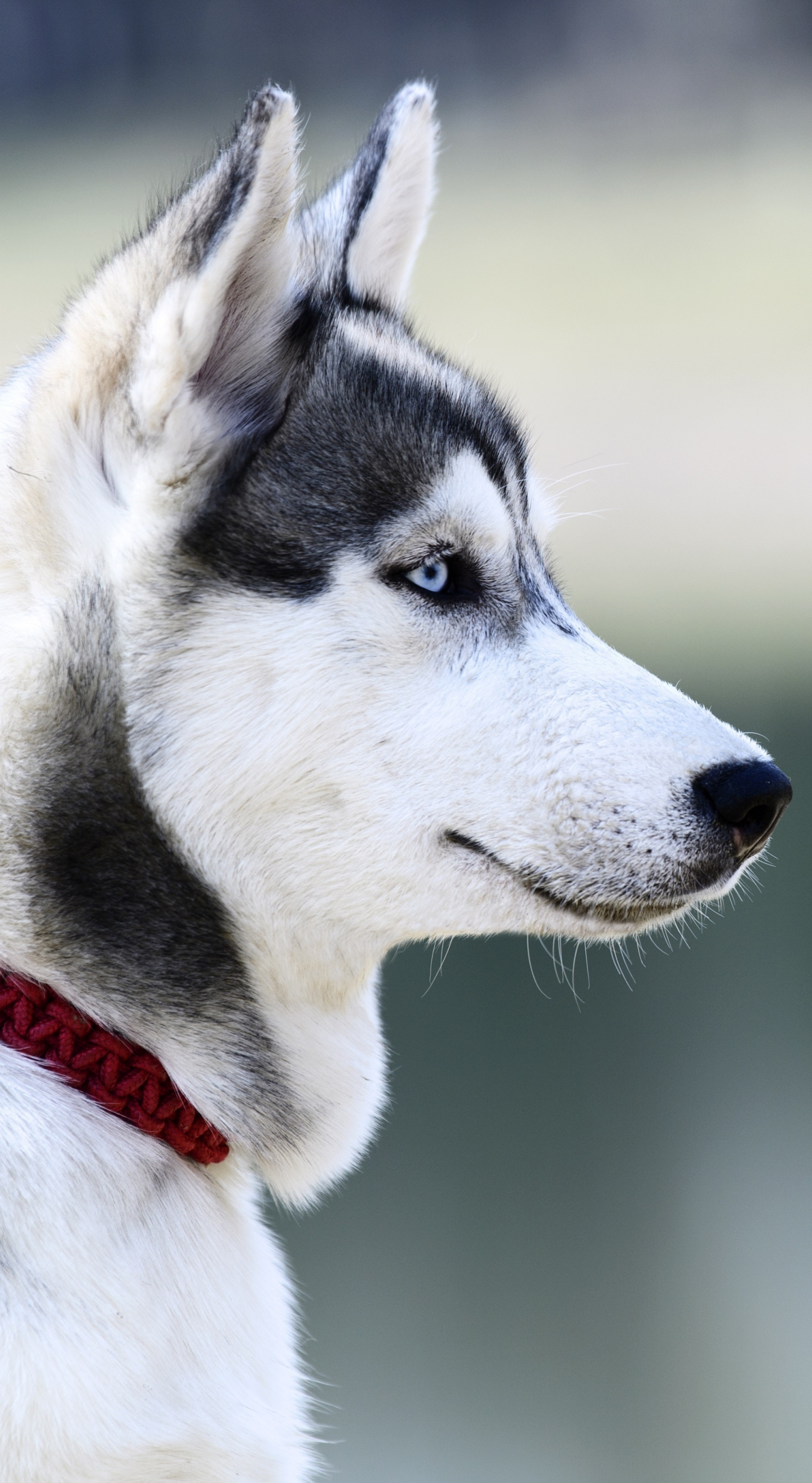 Husky Dogs Wallpapers