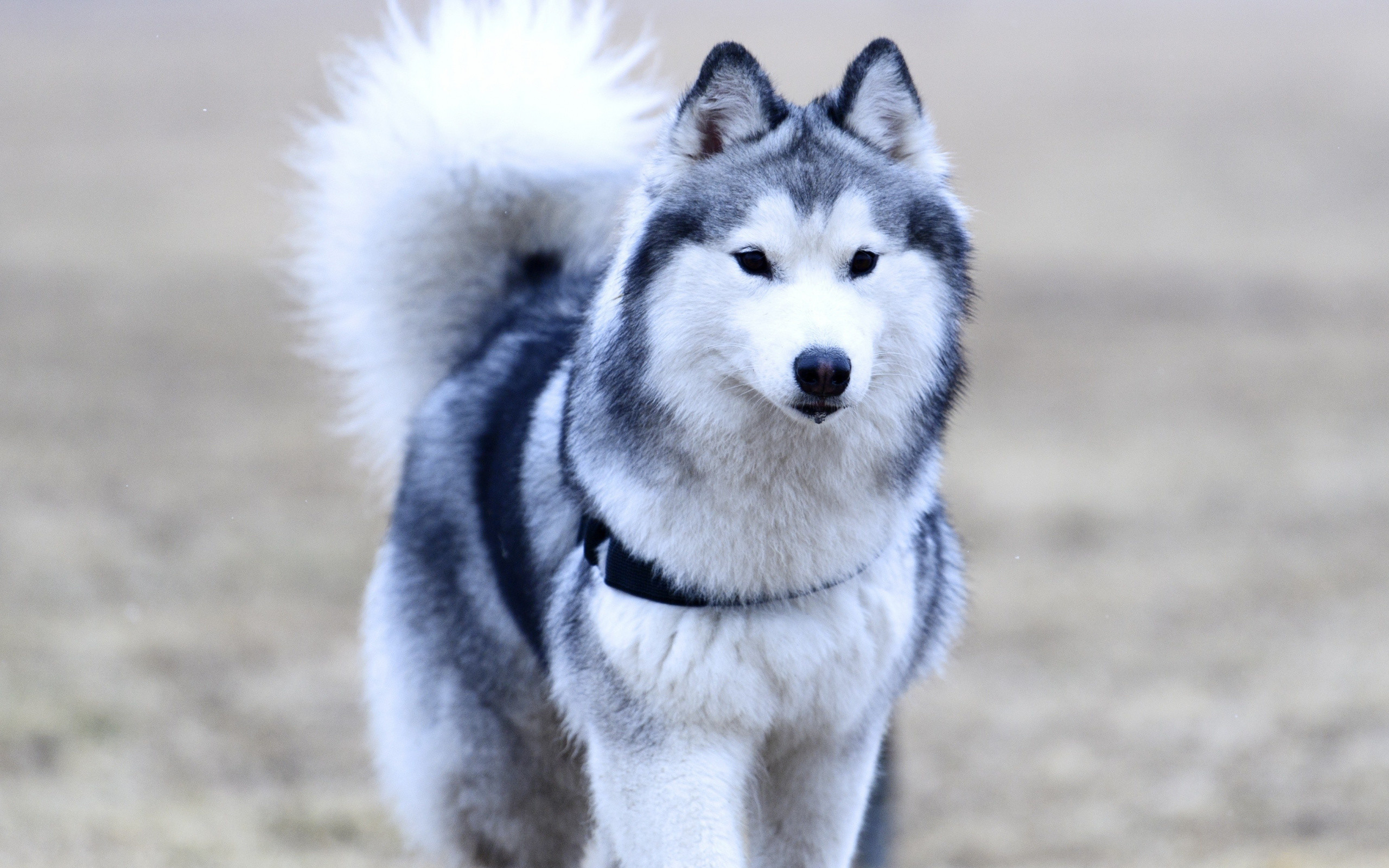 Husky Dogs Wallpapers