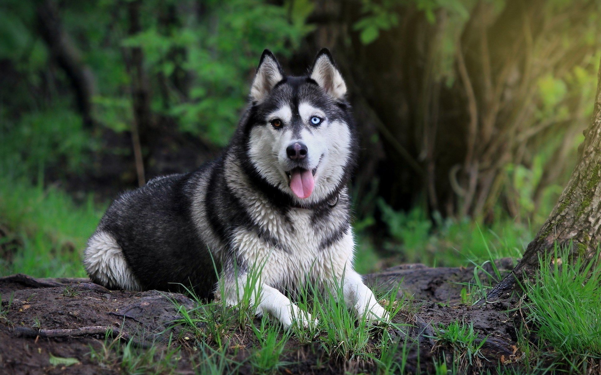 Husky Dogs Wallpapers