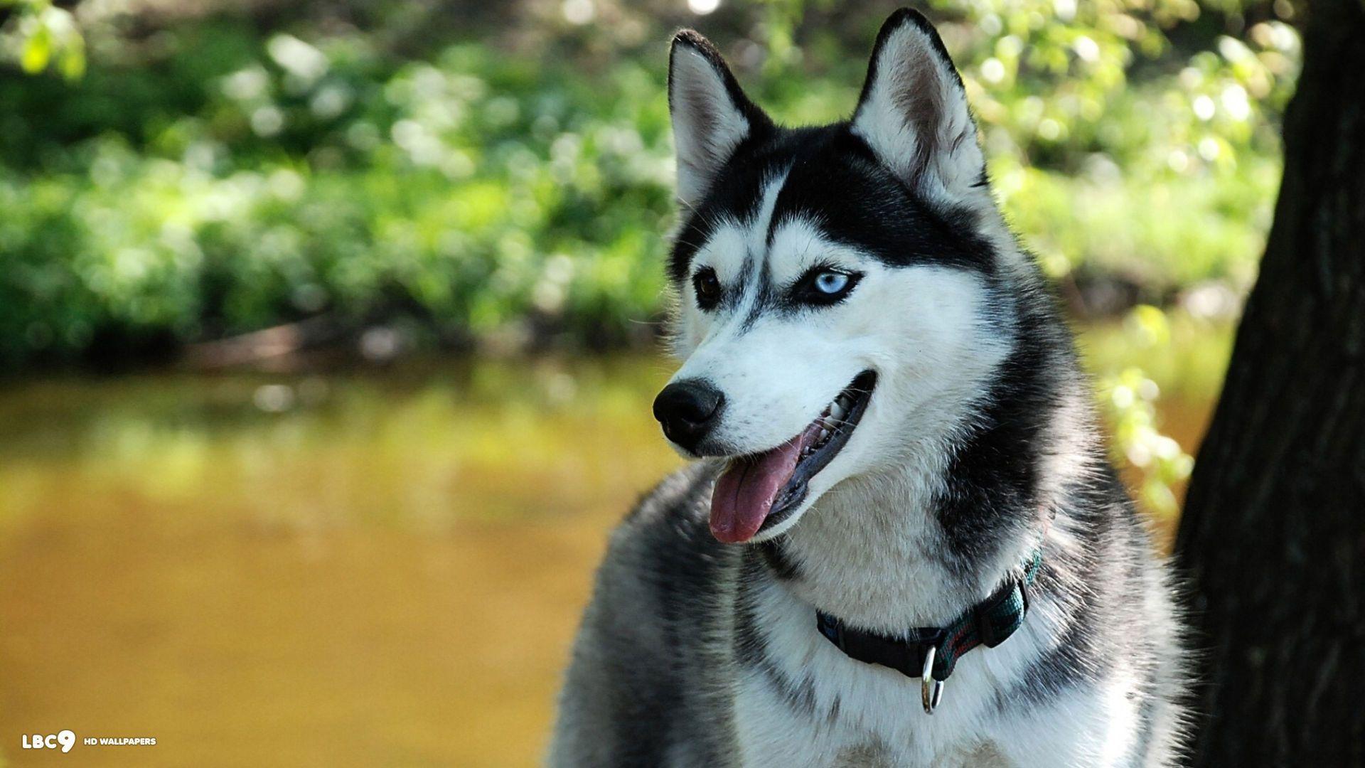 Husky Dogs Wallpapers