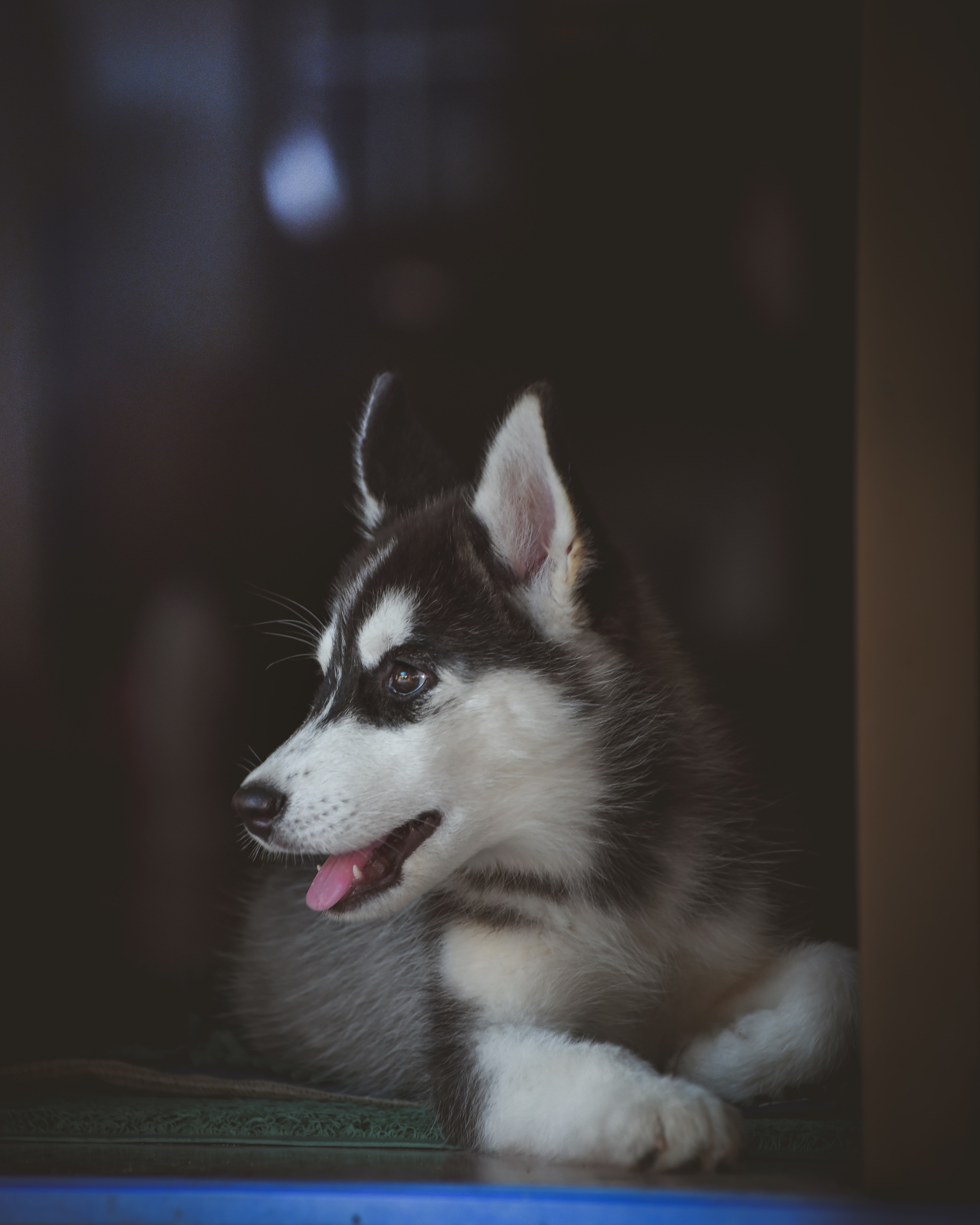 Husky Dogs Wallpapers