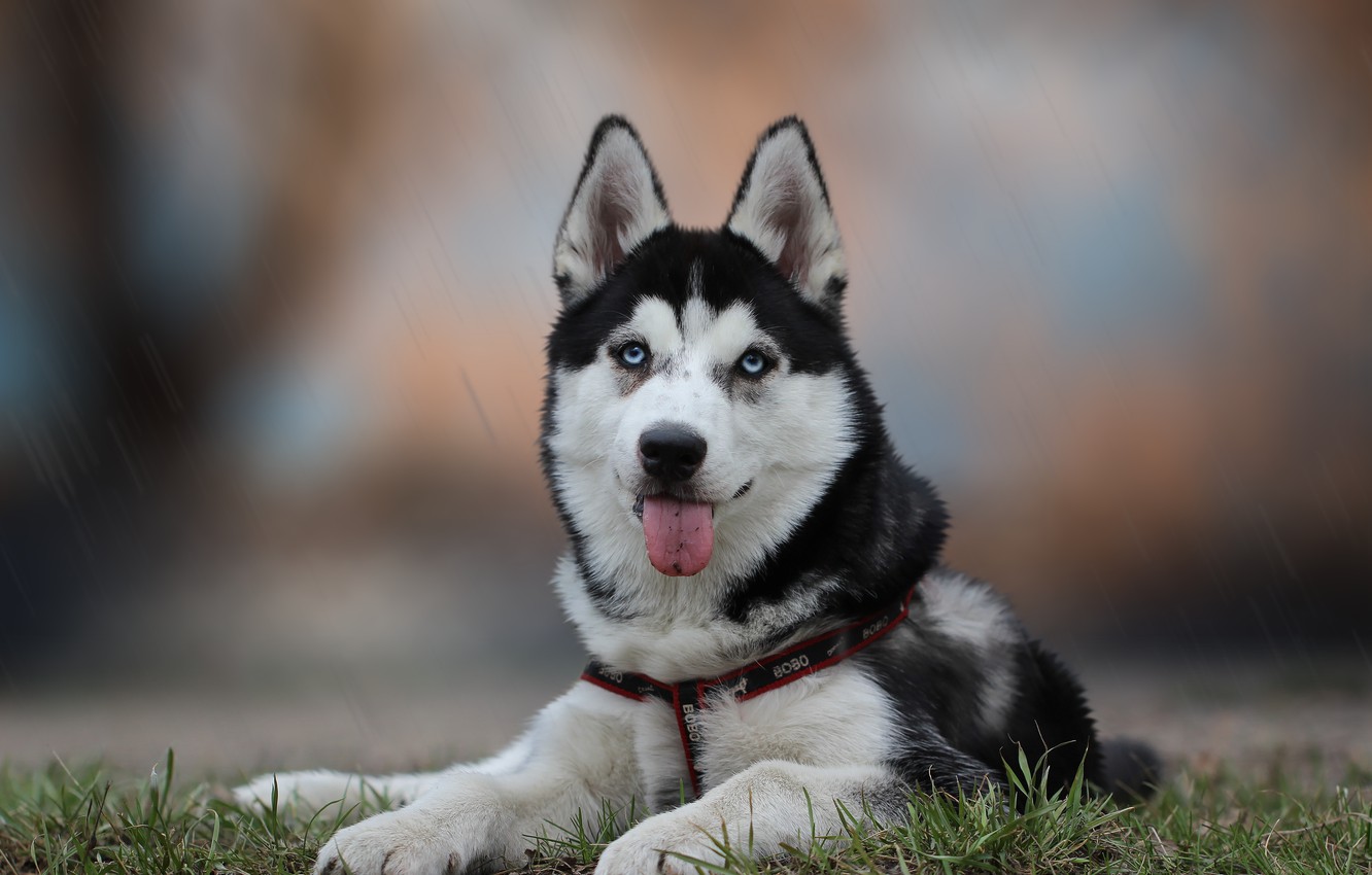 Husky Dogs Wallpapers