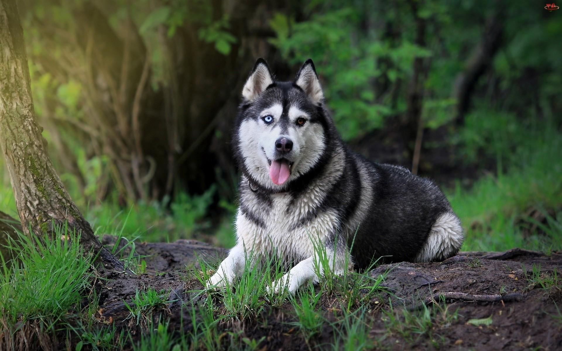 Husky Dogs Wallpapers