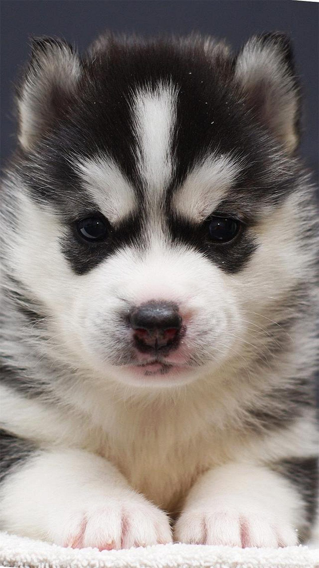 Husky Dogs Wallpapers