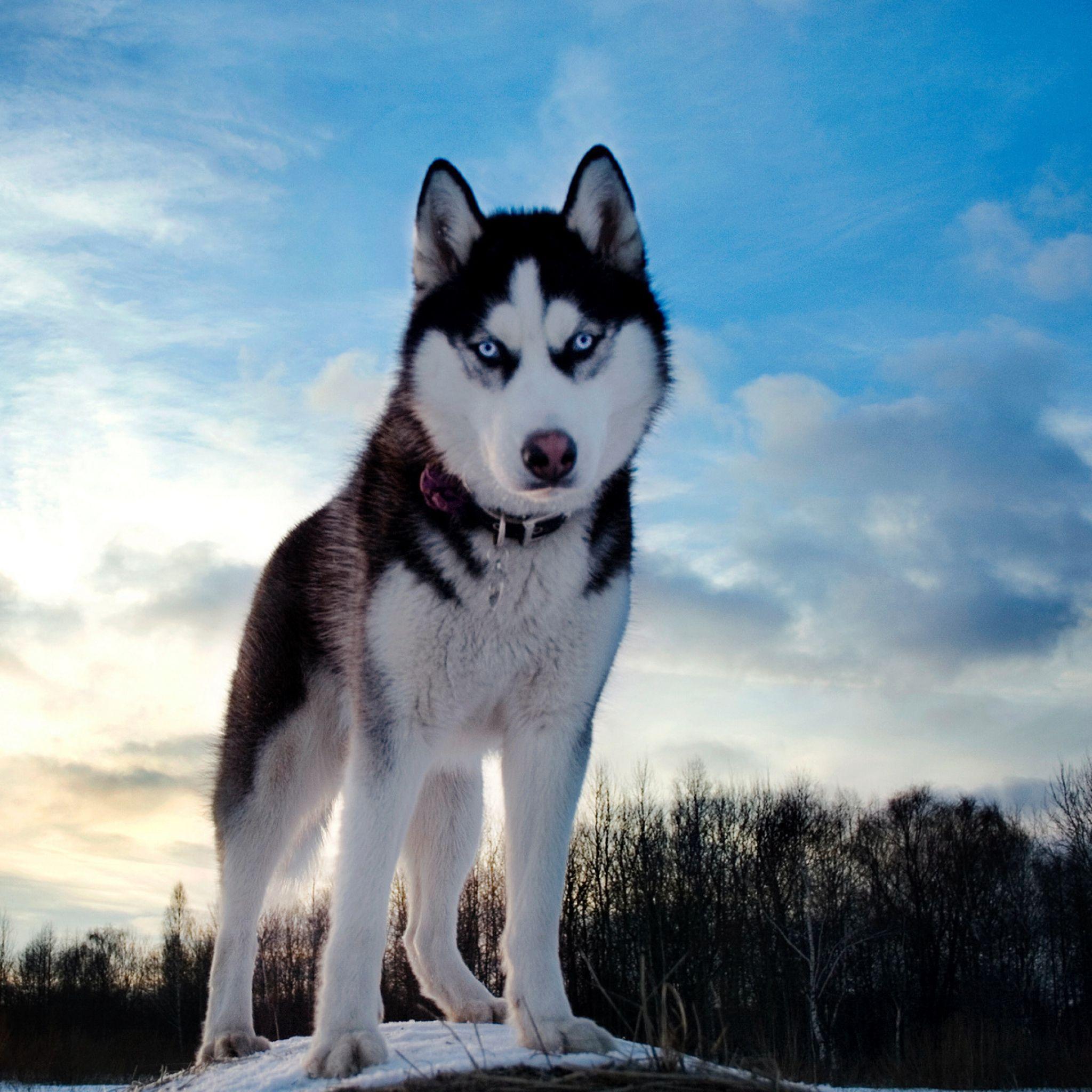 Husky Dogs Wallpapers