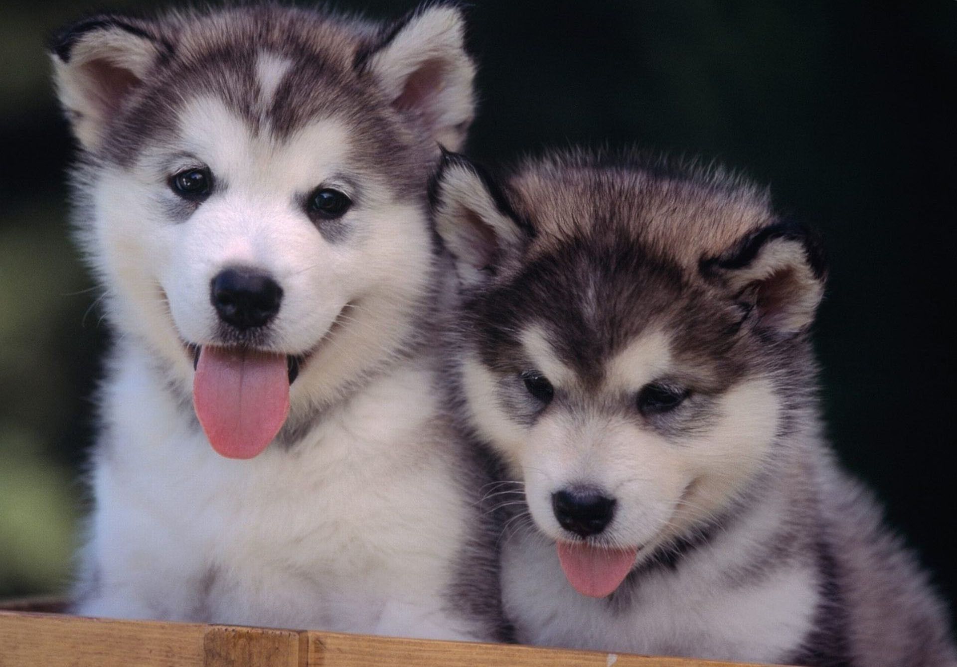 Husky Puppy Wallpapers