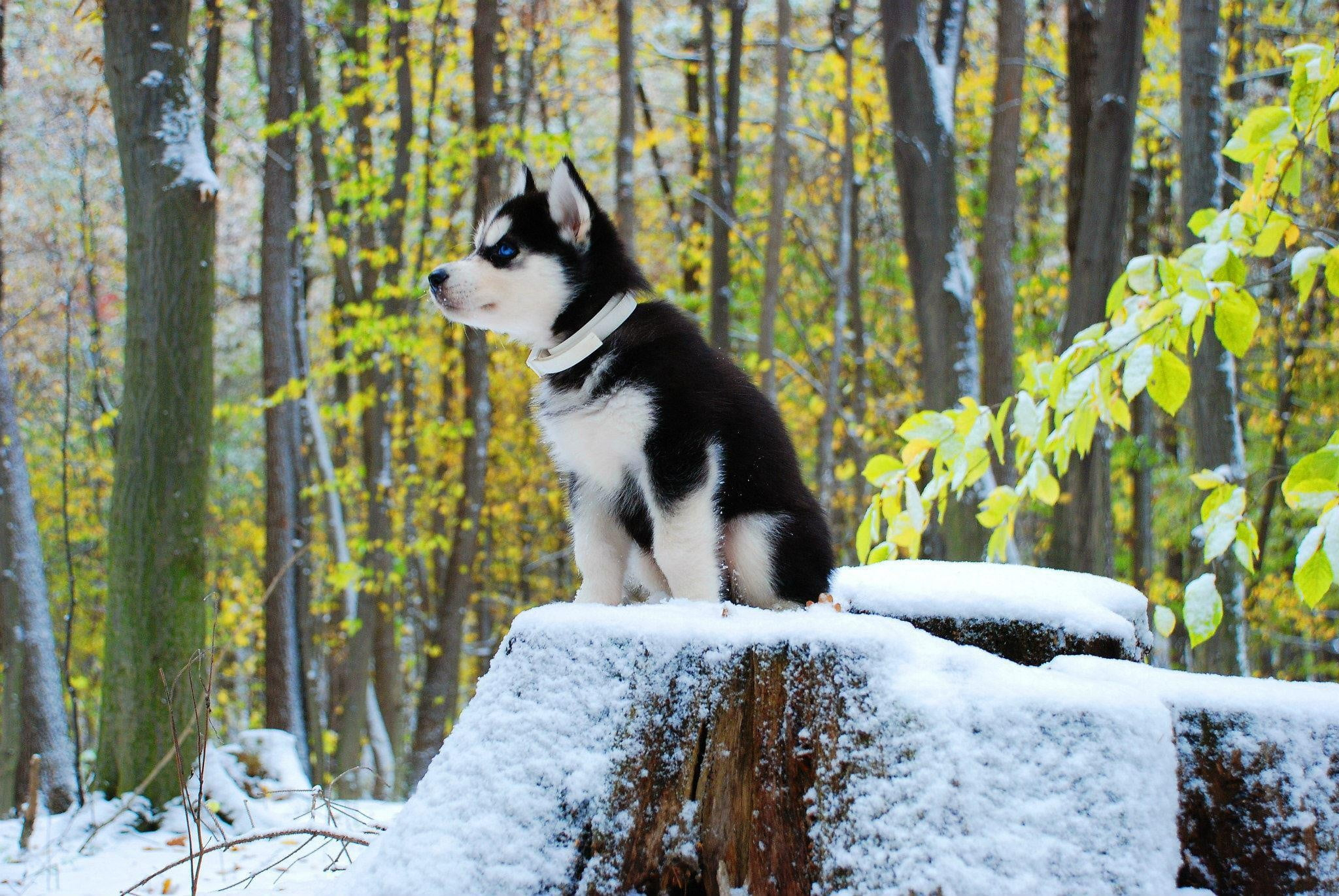 Husky Puppy Wallpapers