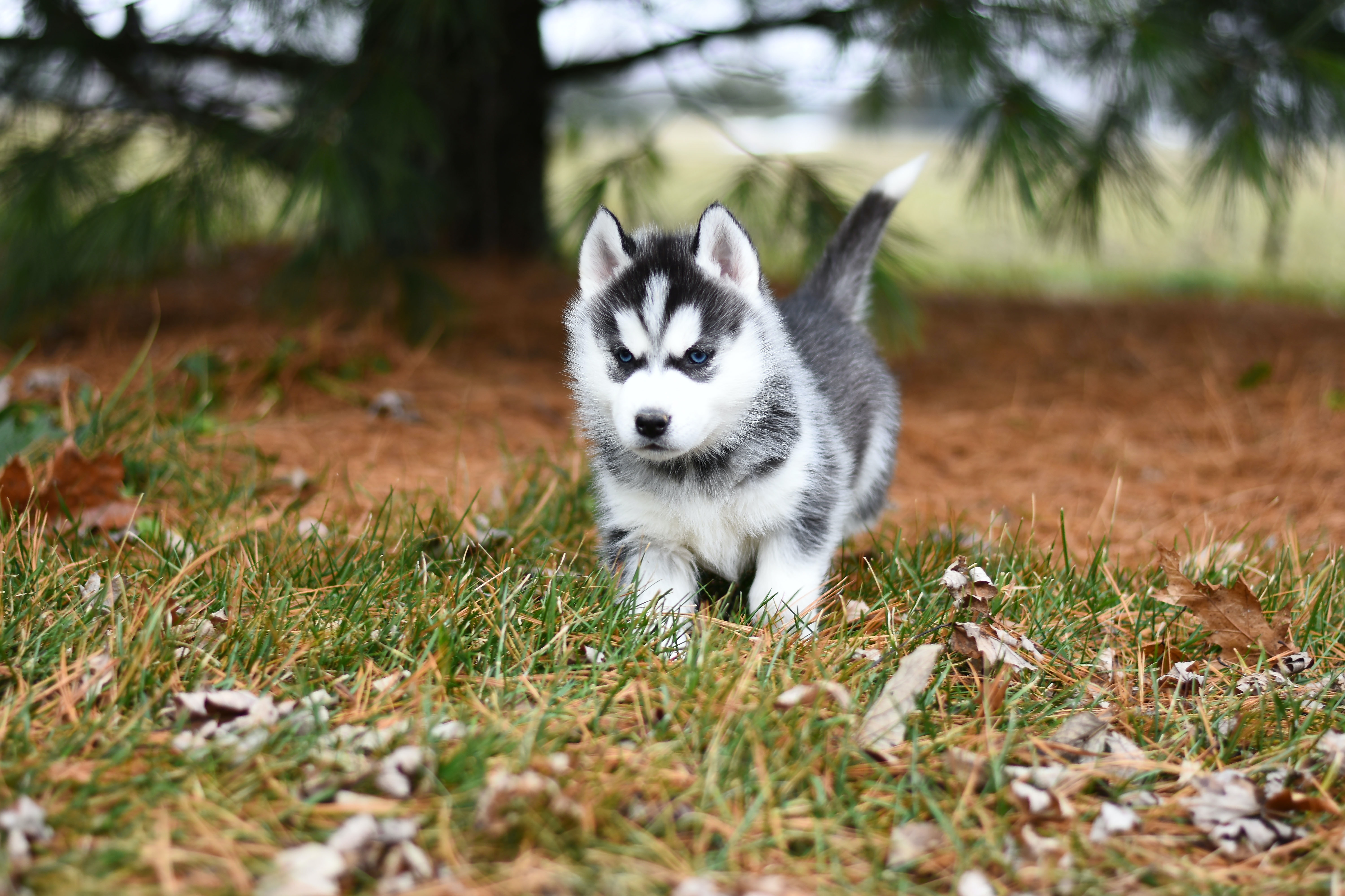 Husky Puppy Wallpapers