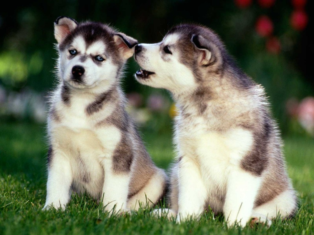 Husky Puppy Wallpapers