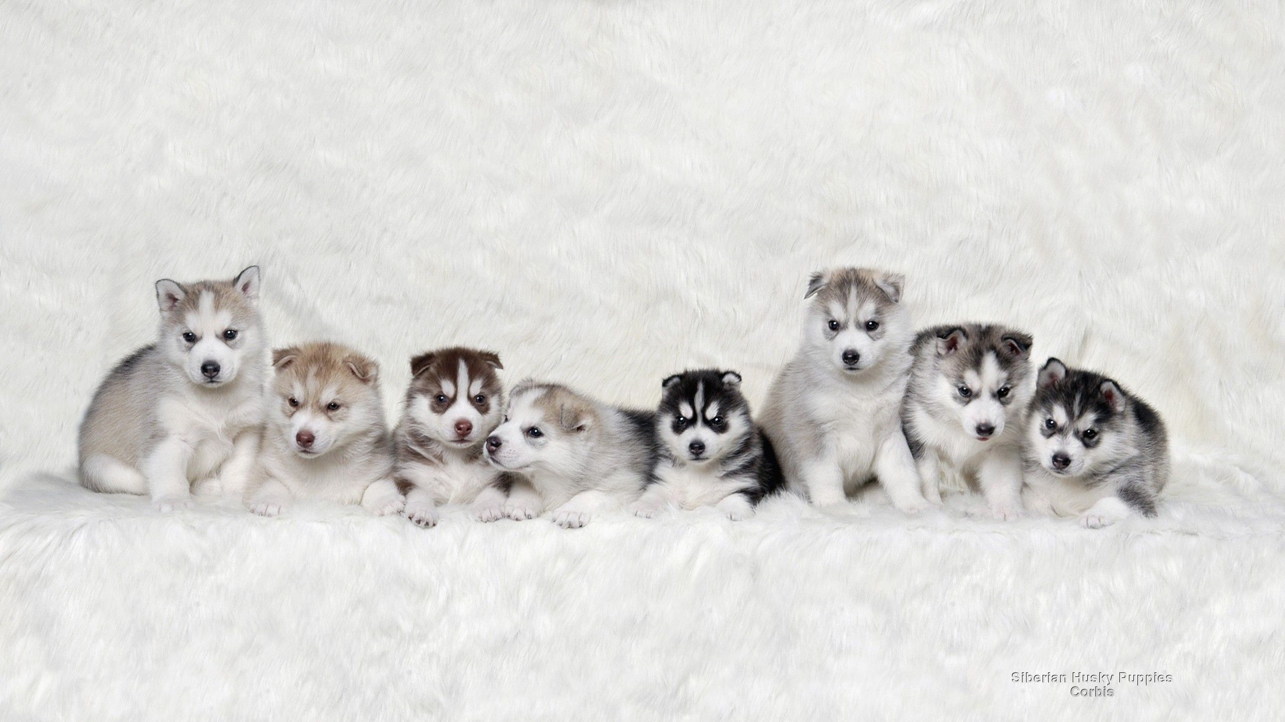 Husky Puppy Wallpapers