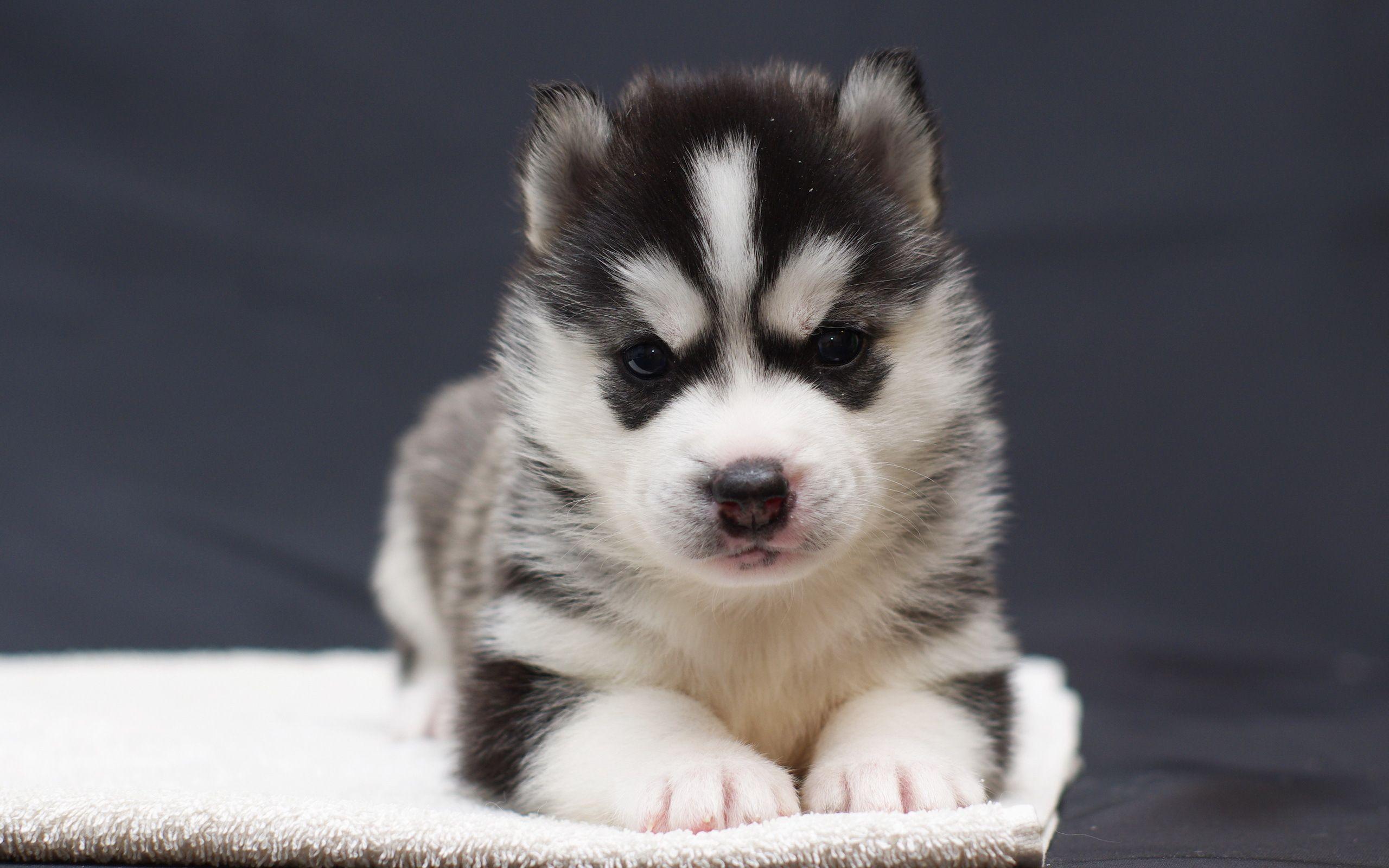 Husky Puppy Wallpapers