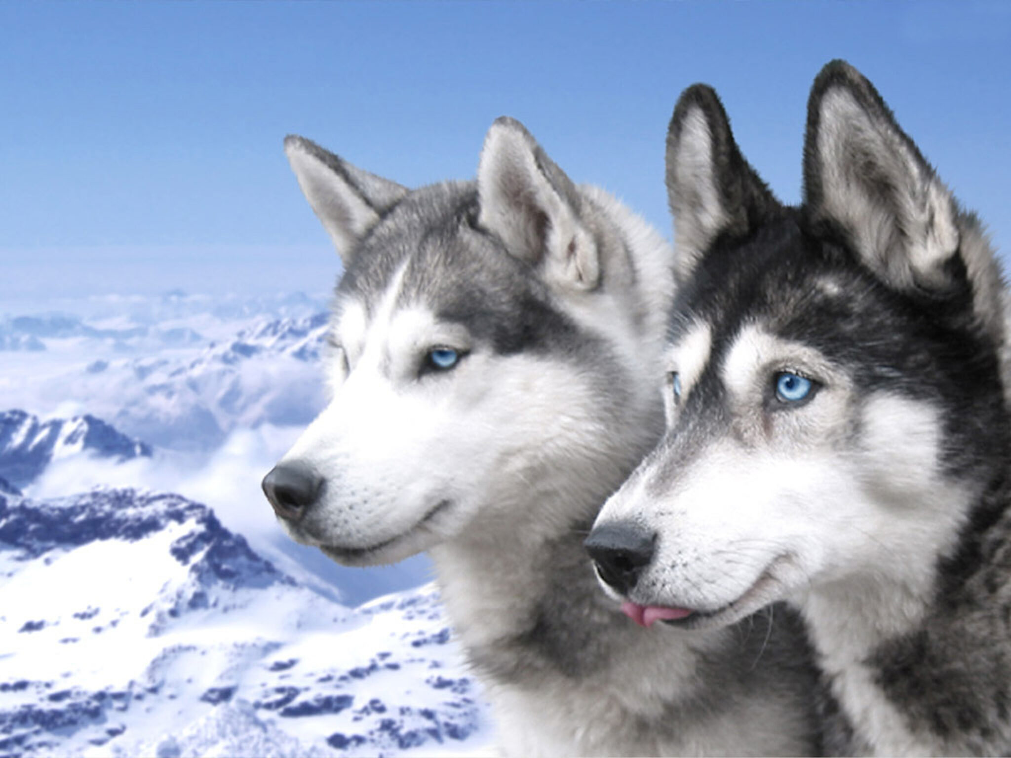 Husky Puppy Wallpapers