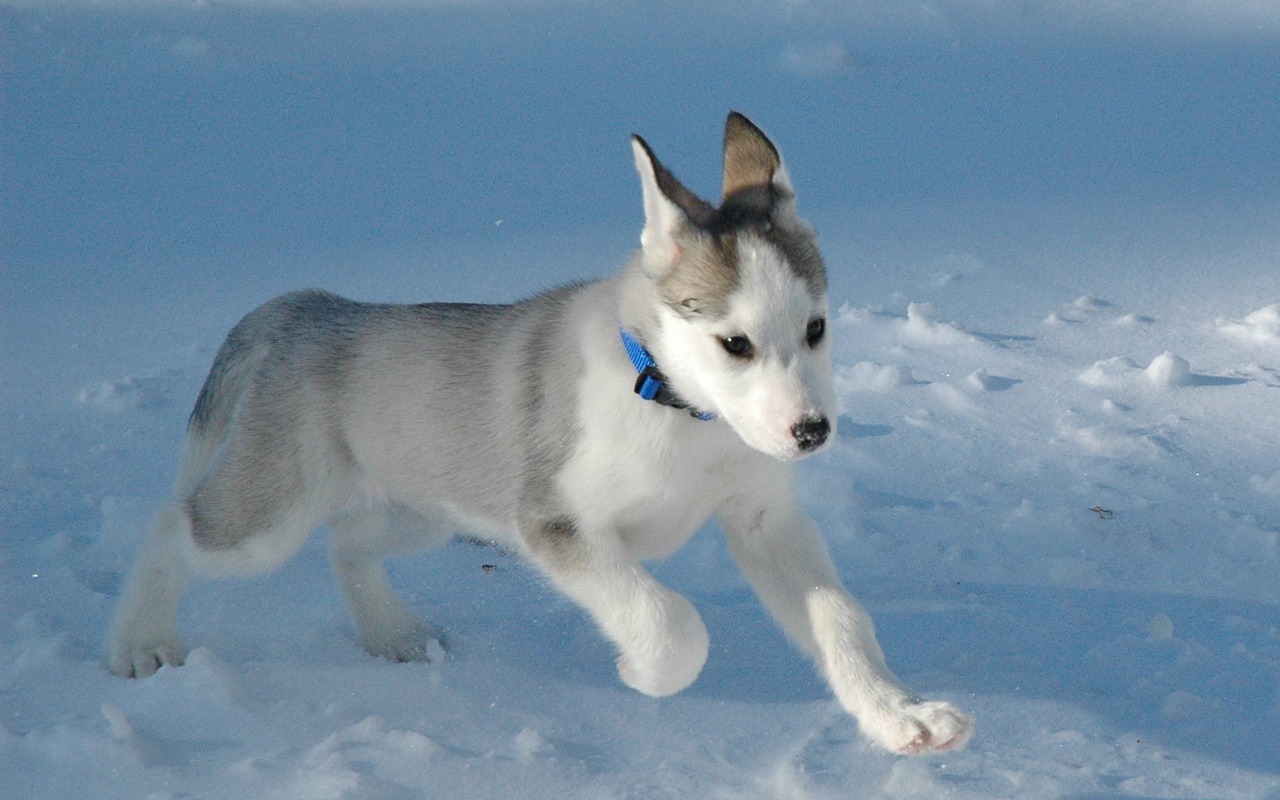 Husky Puppy Wallpapers