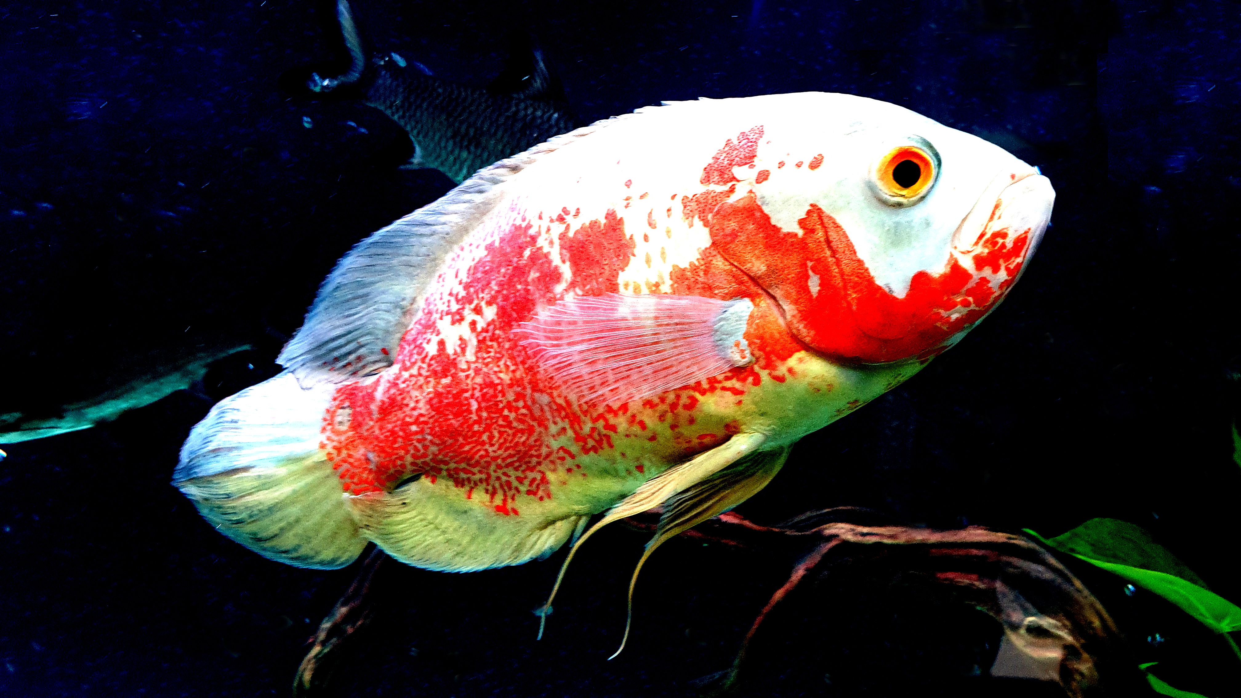 Images Of Oscar Fish Wallpapers