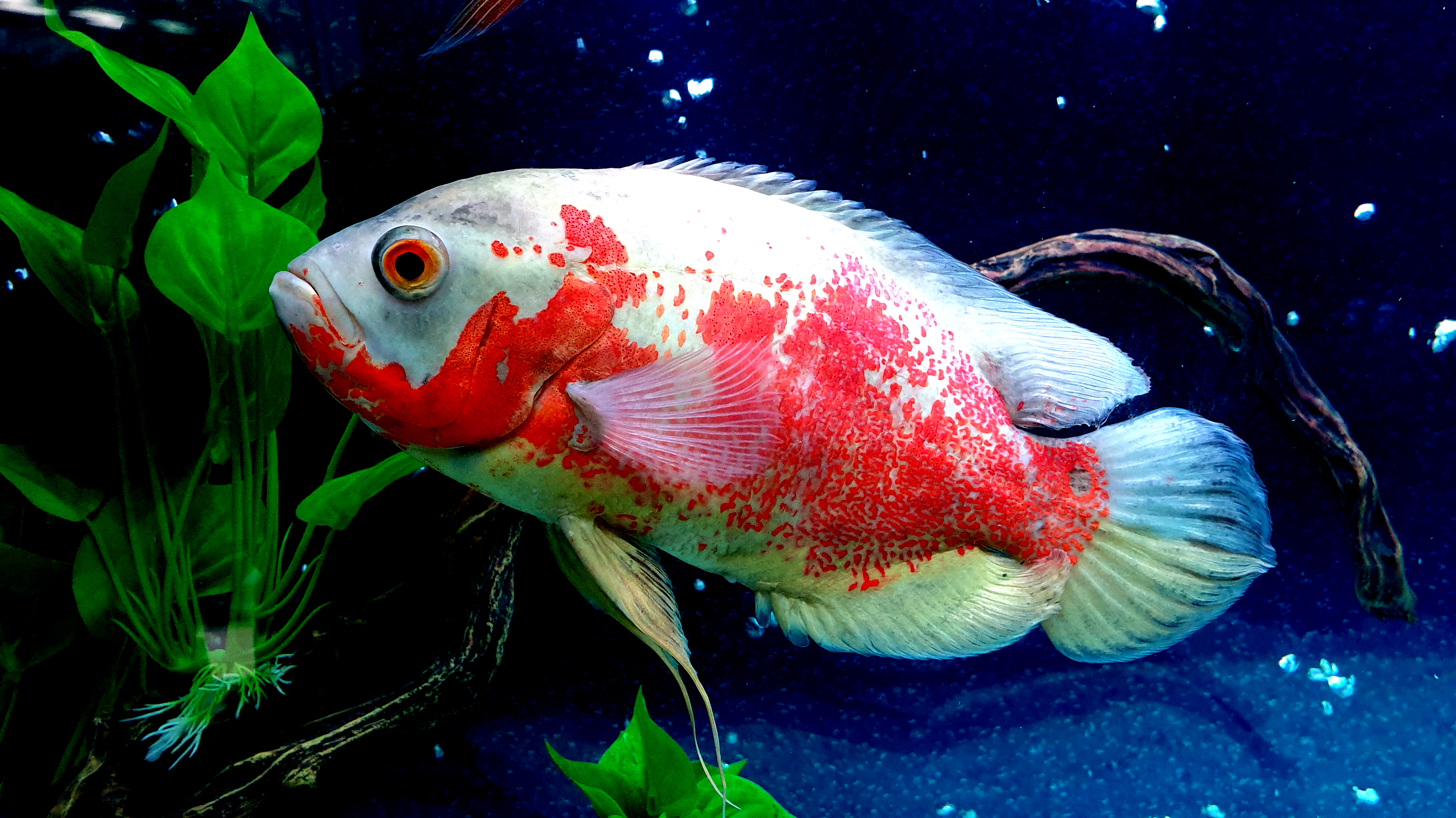 Images Of Oscar Fish Wallpapers