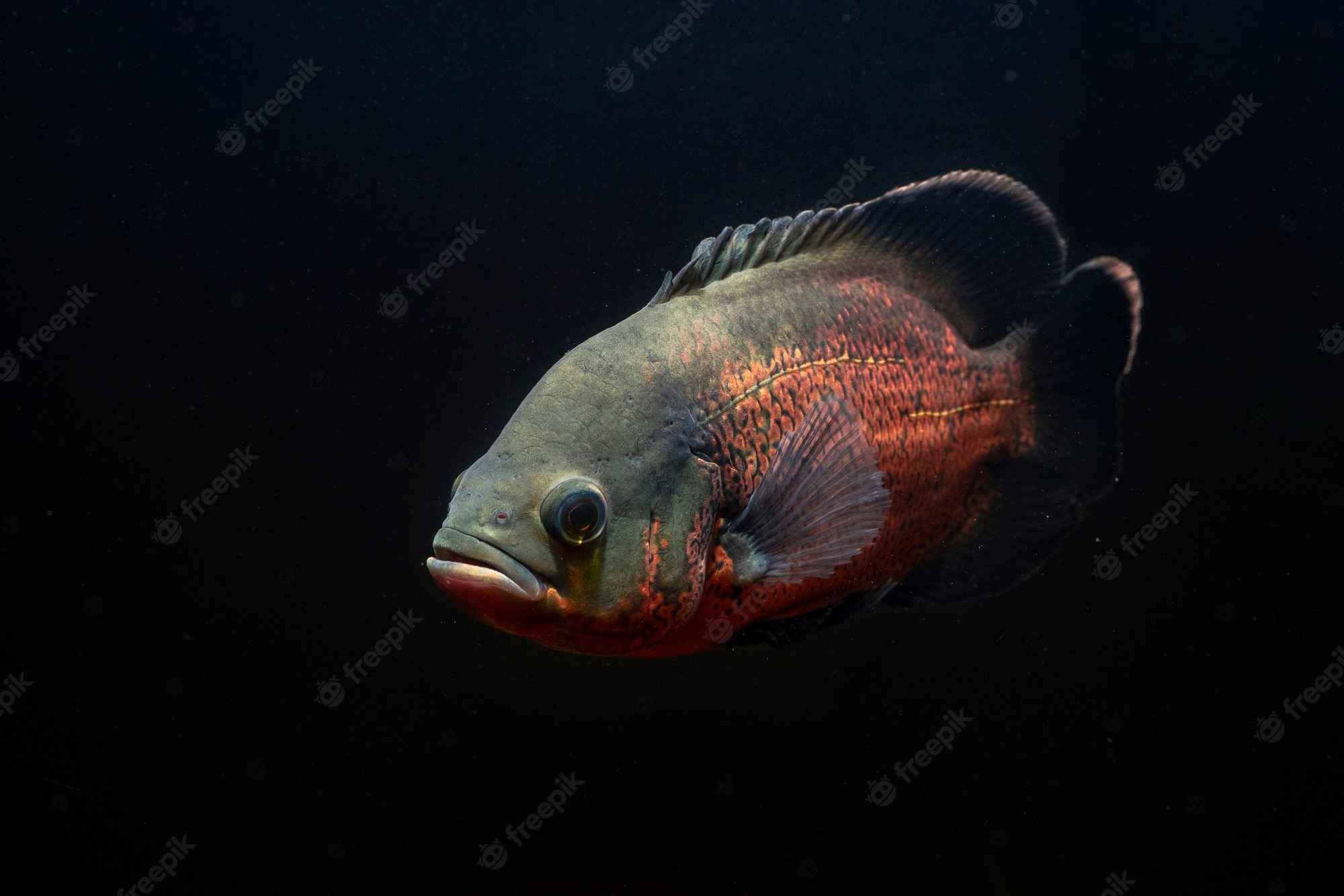 Images Of Oscar Fish Wallpapers