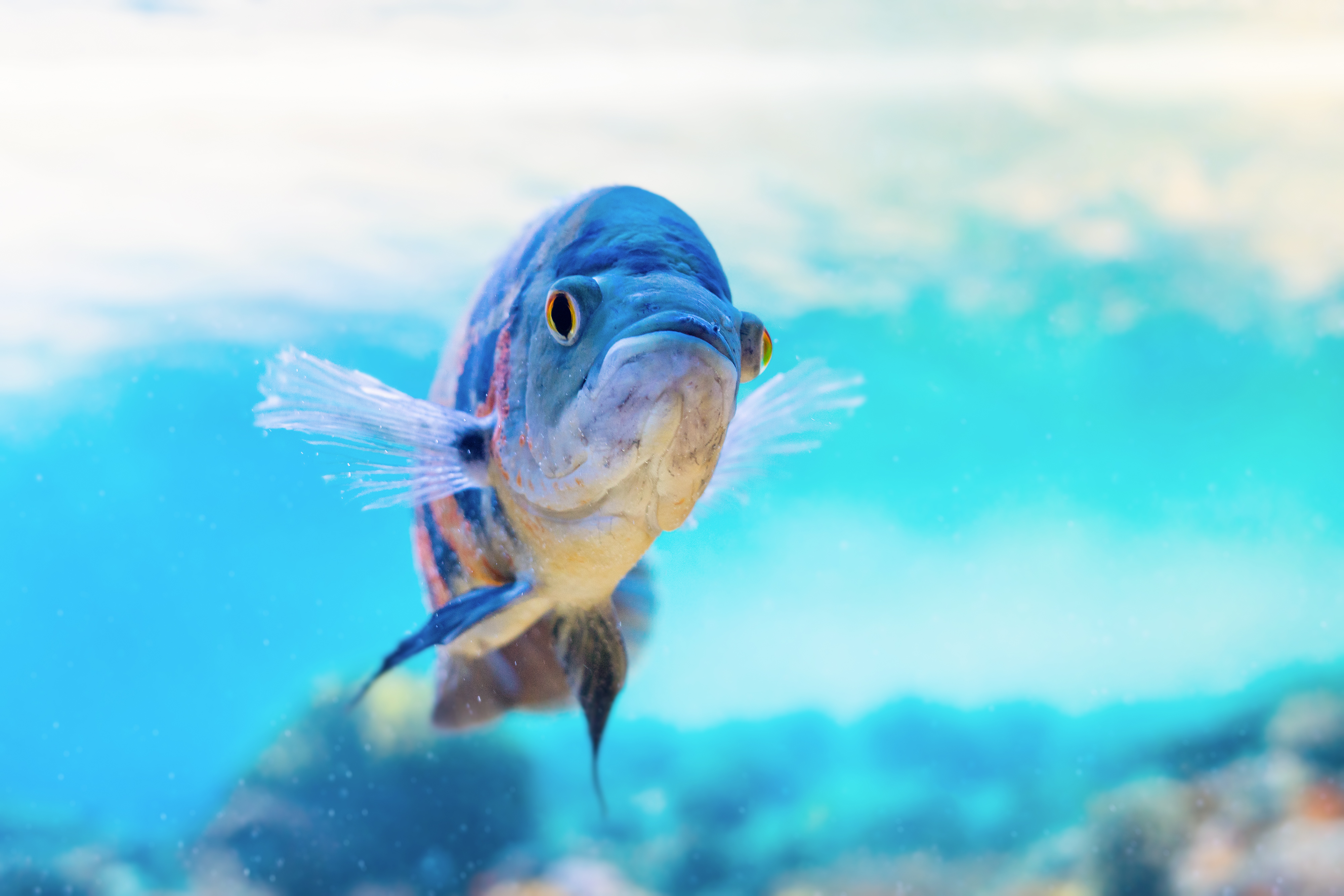 Images Of Oscar Fish Wallpapers