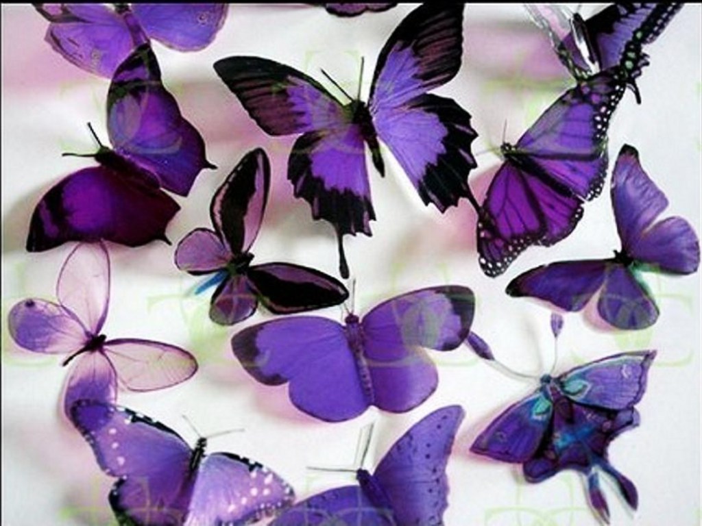 Images Of Purple Roses And Butterflies Wallpapers