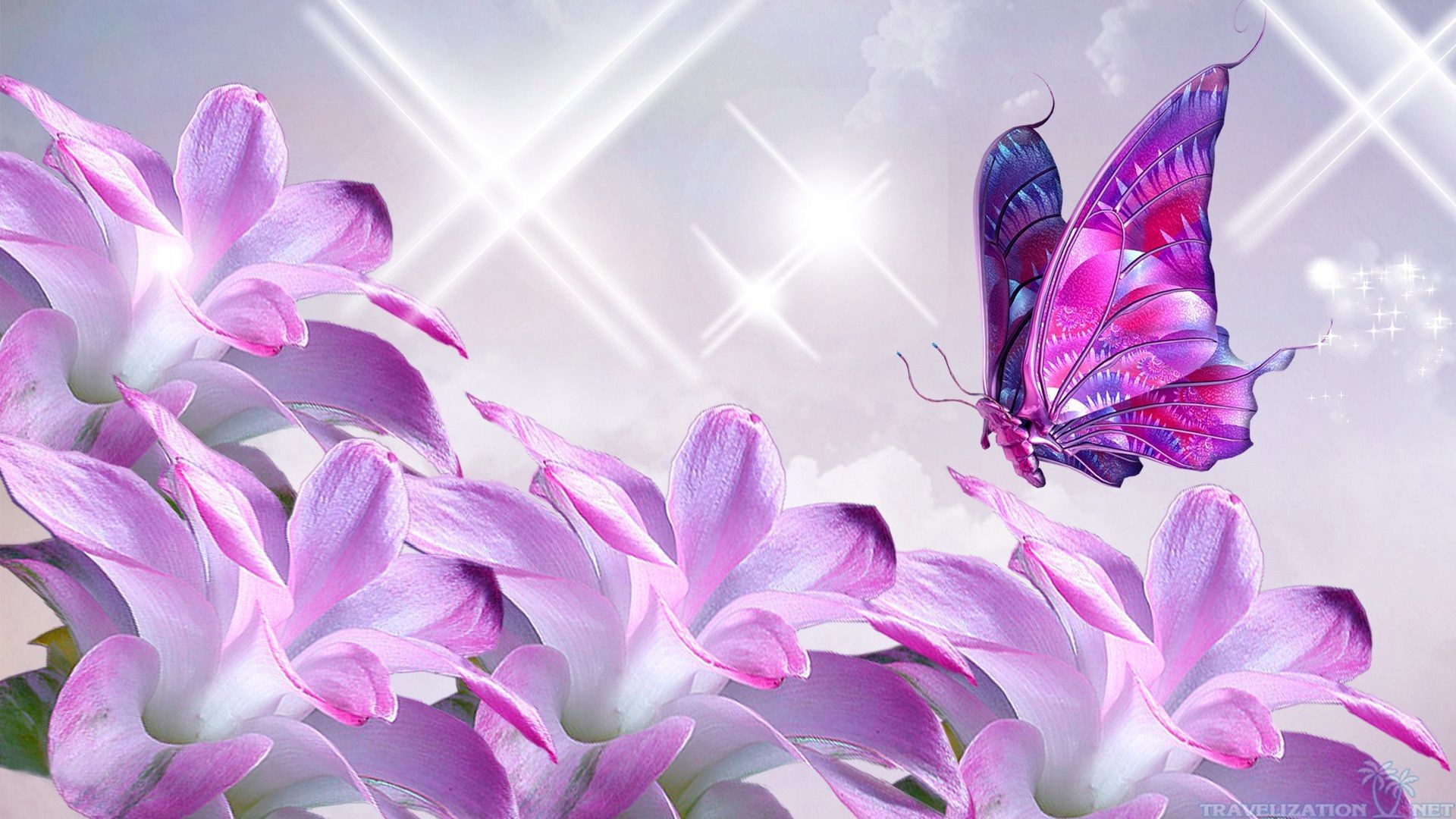 Images Of Purple Roses And Butterflies Wallpapers