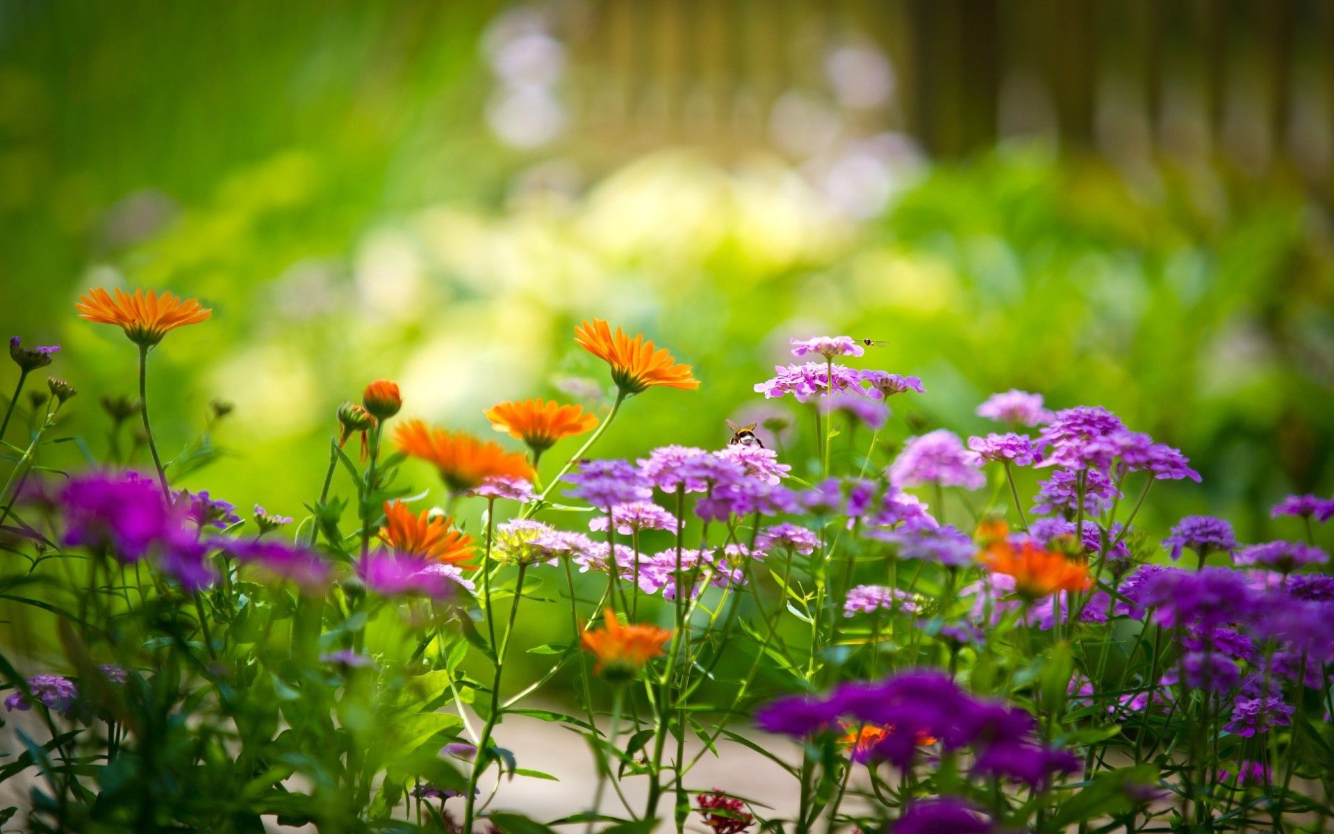 Images Of Summer Gardens Wallpapers