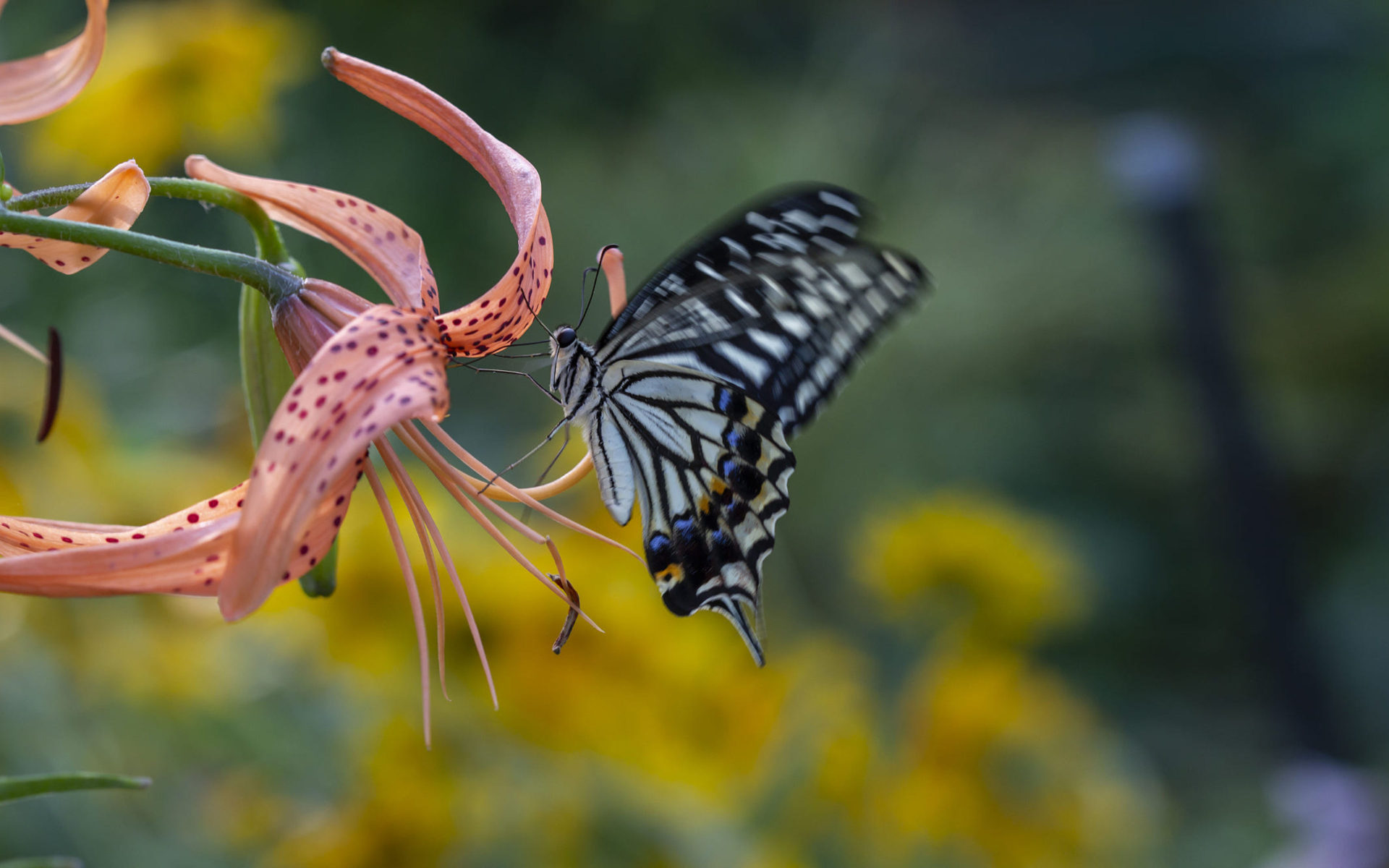 Images Of Summer Gardens Wallpapers