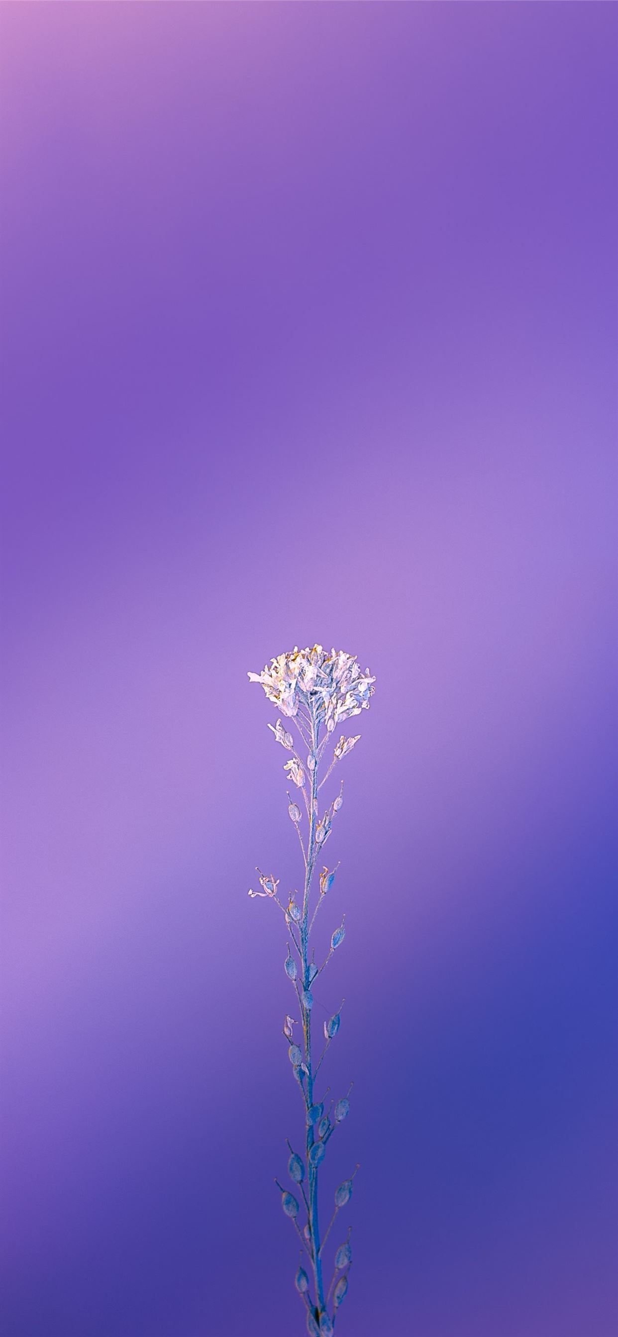 Indigo Iphone Wallpapers