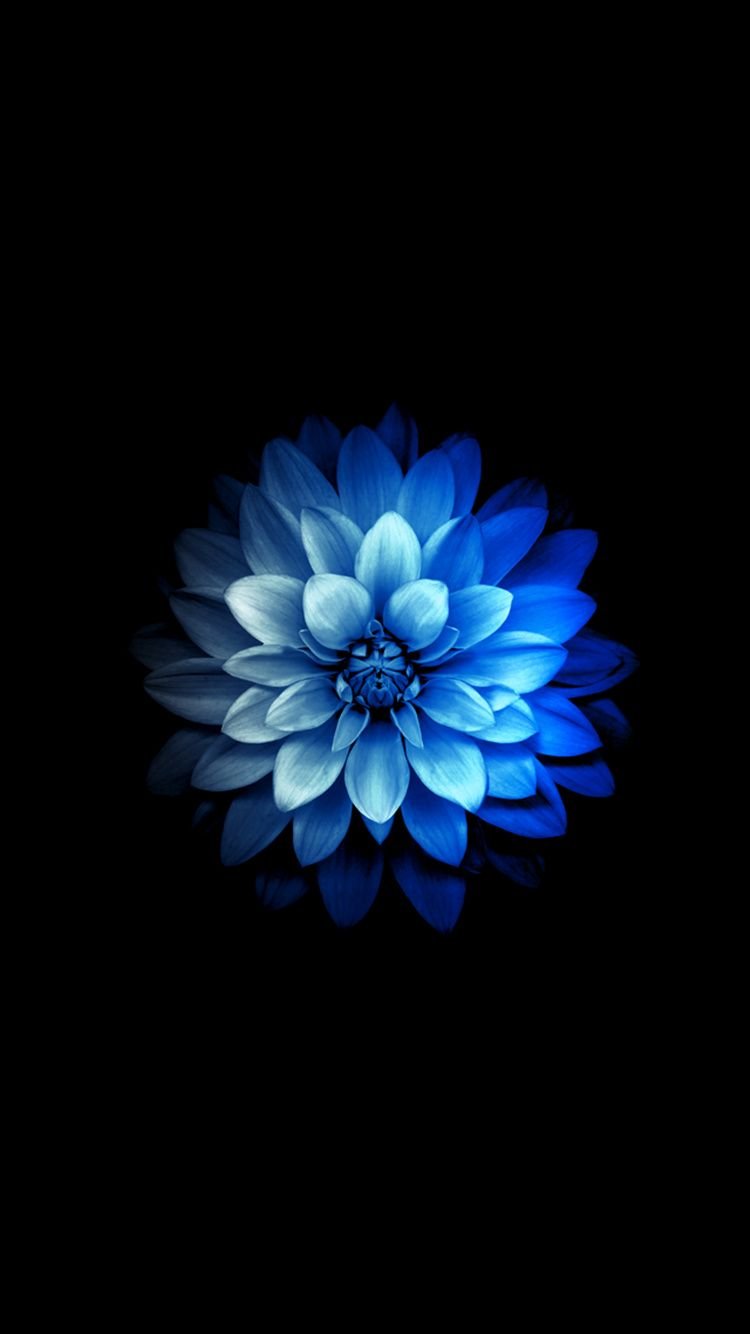 Iphone 7 Flower Wallpapers