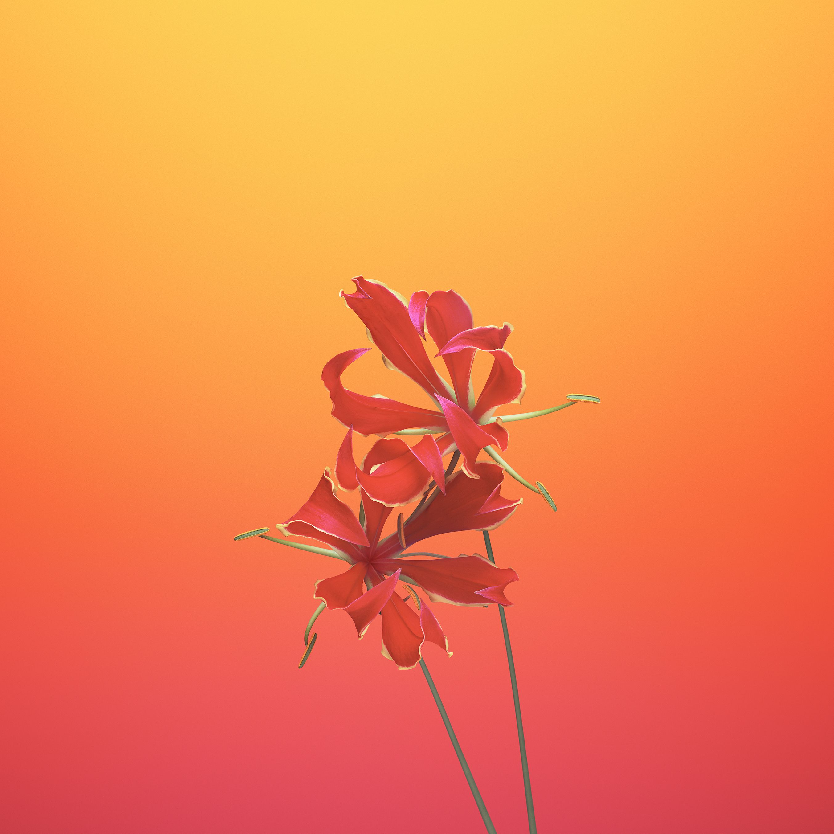 Iphone 7 Flower Wallpapers