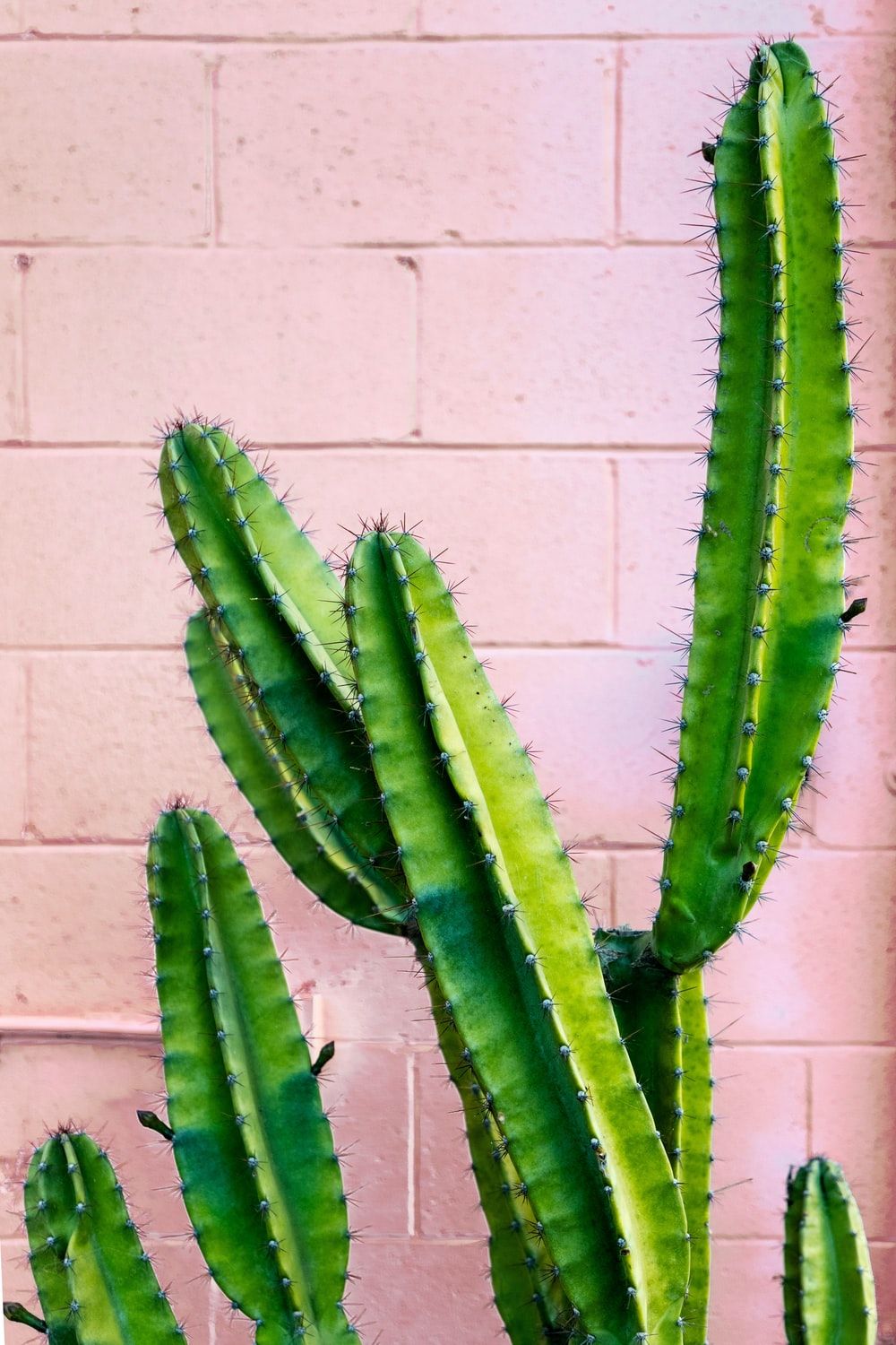 Iphone Cactus Wallpapers
