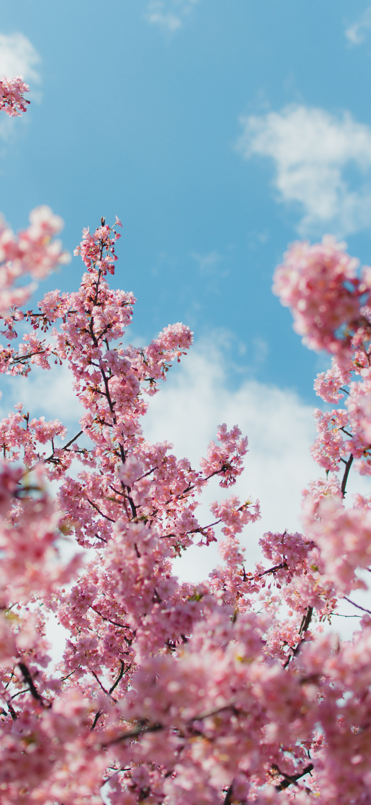 Iphone Cherry Blossom Wallpapers