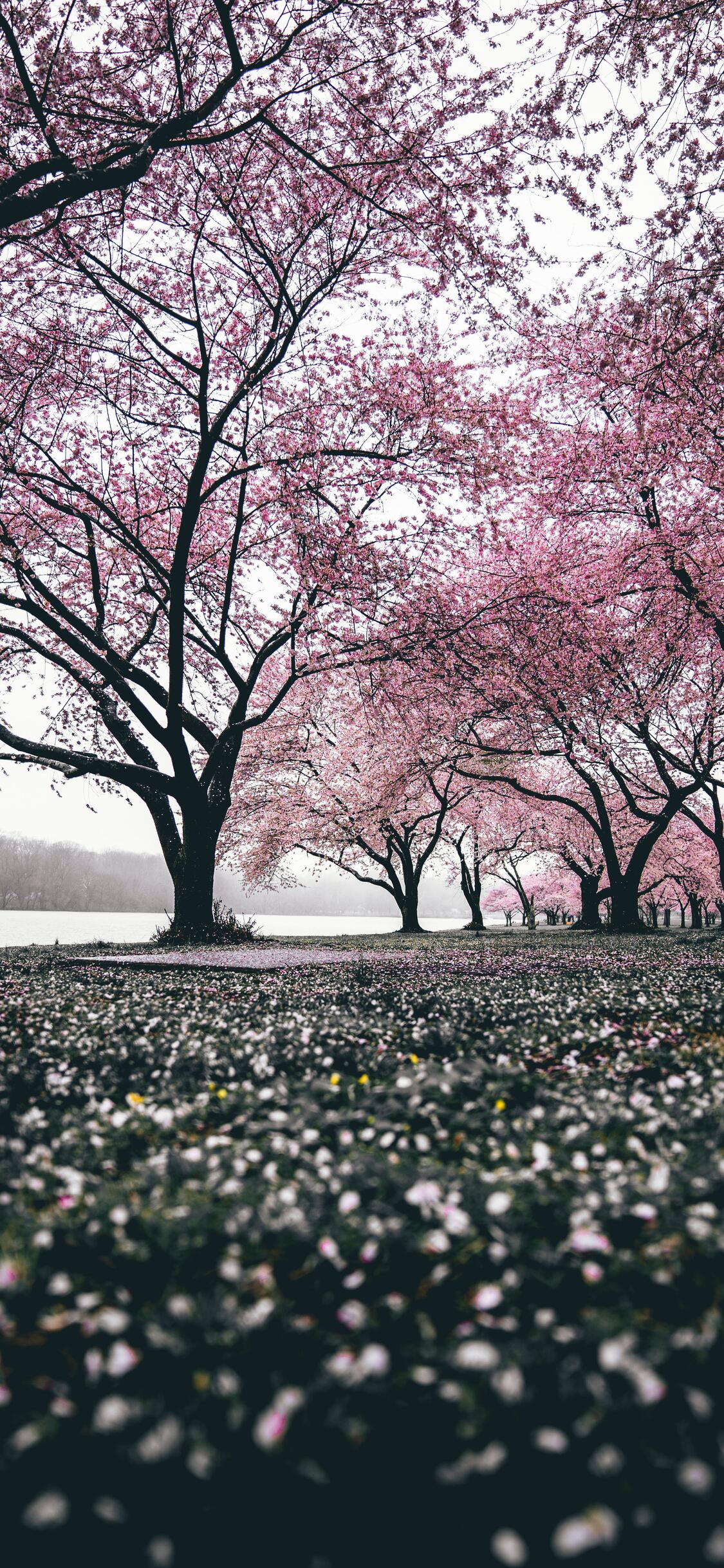 Iphone Cherry Blossom Wallpapers