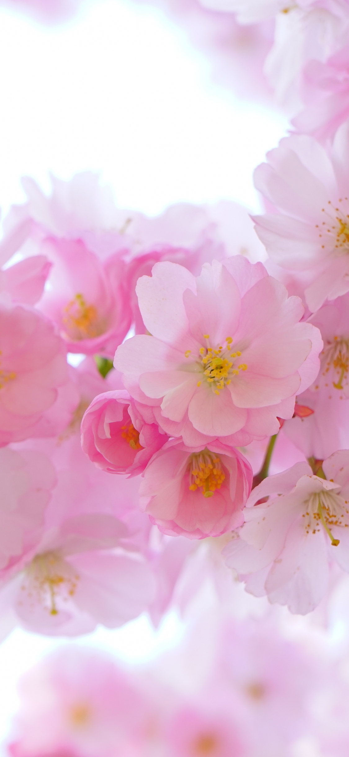 Iphone Cherry Blossom Wallpapers