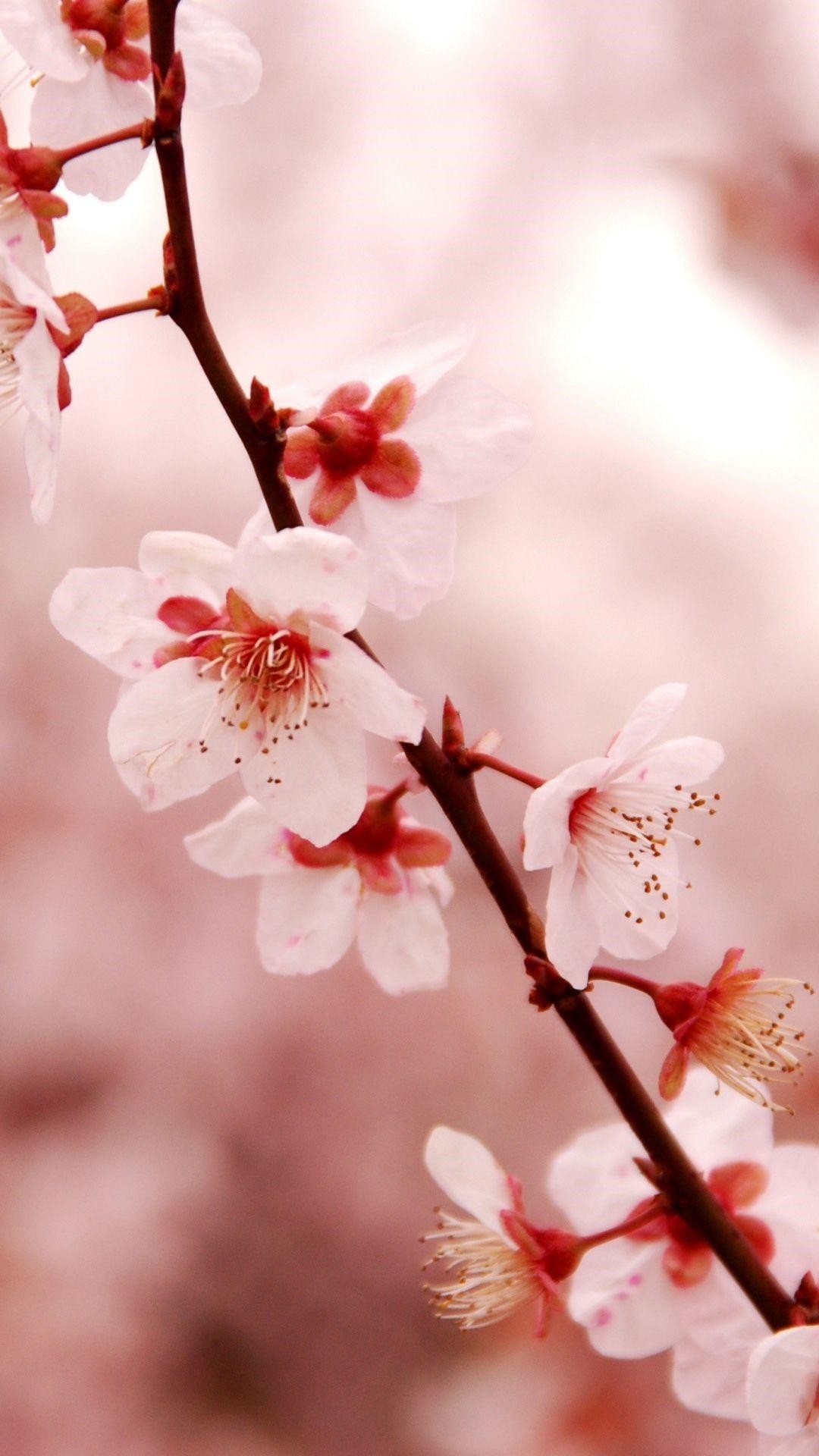 Iphone Cherry Blossom Wallpapers